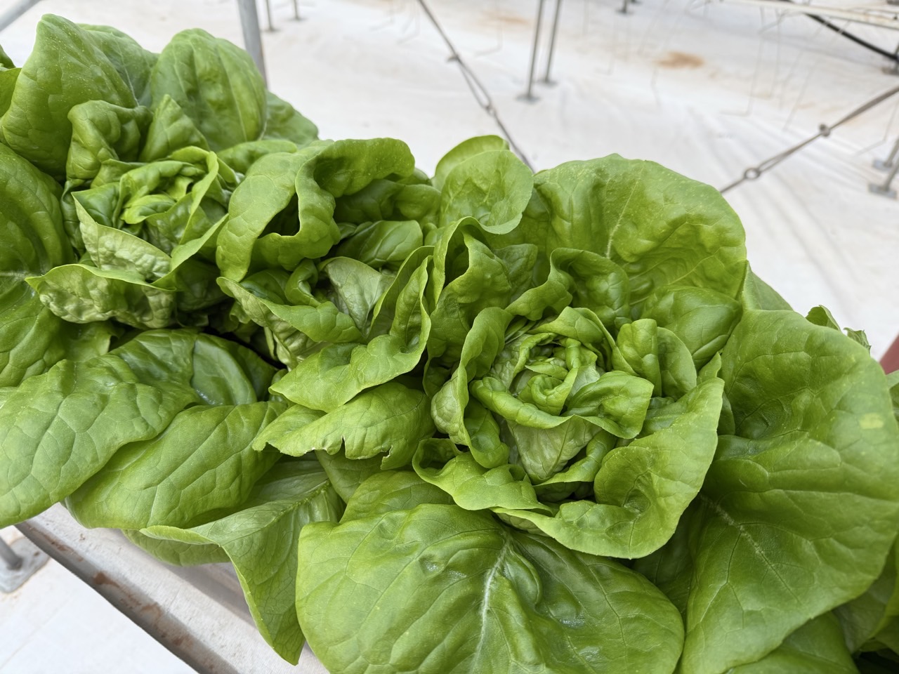 유럽상추, 새로운 쌈채소로 주목