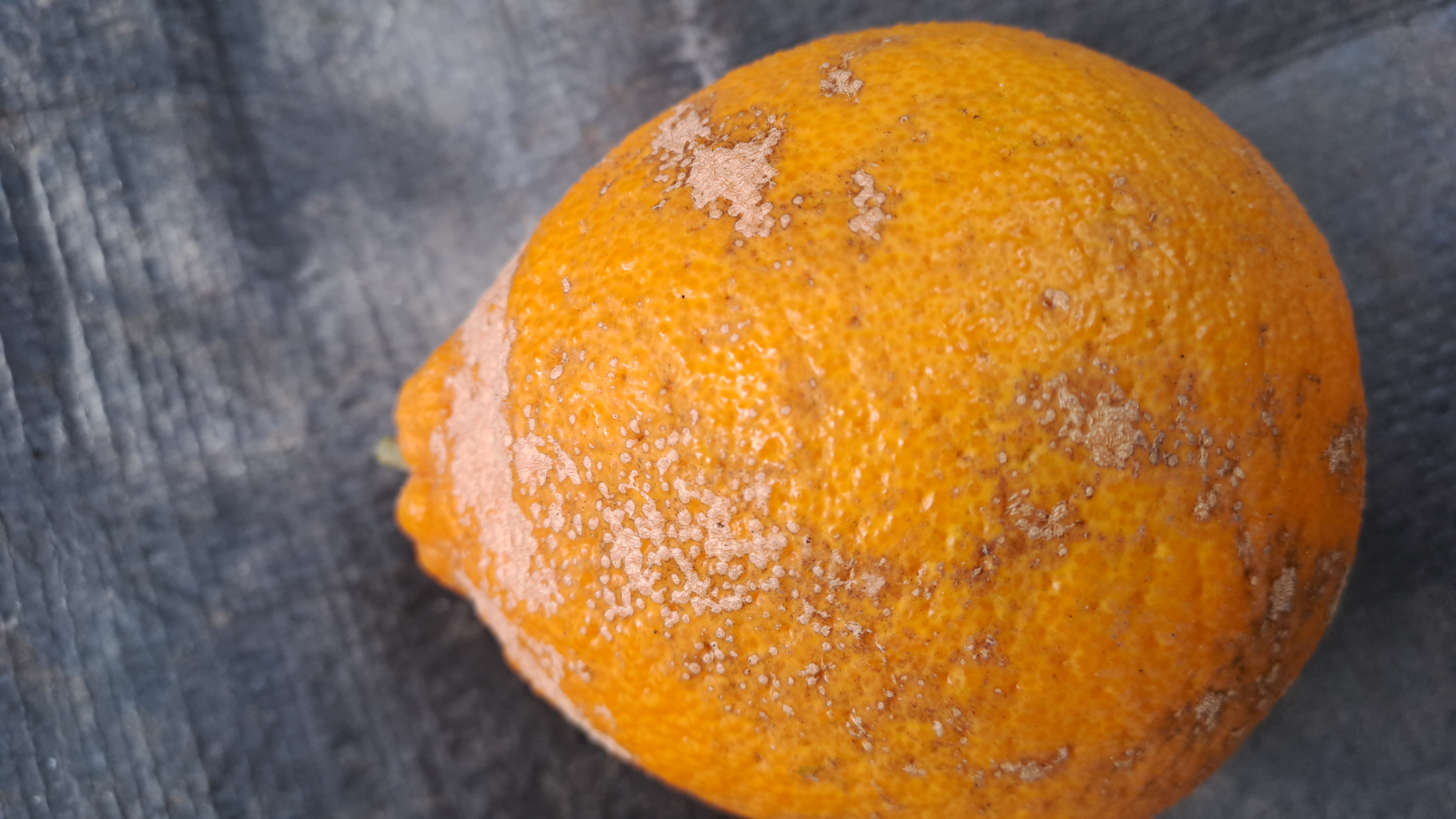 한라봉 과실피해