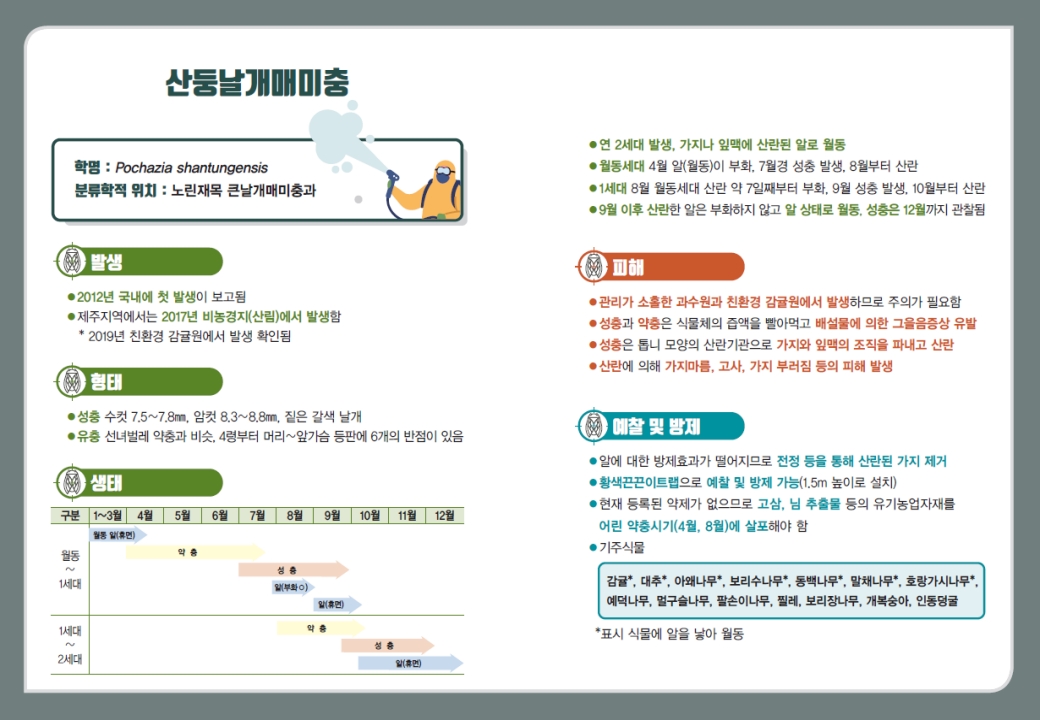 도내 친환경 감귤원 ‘산둥날개매미충’분포지역 확대