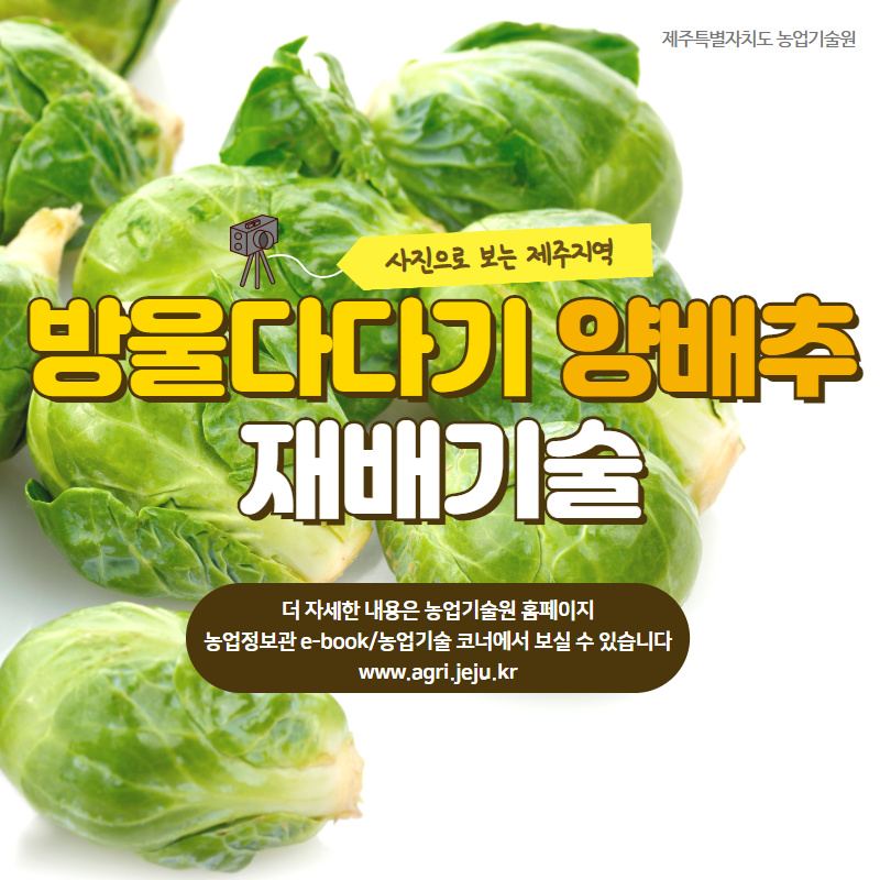 방울다다기양배추 재배기술