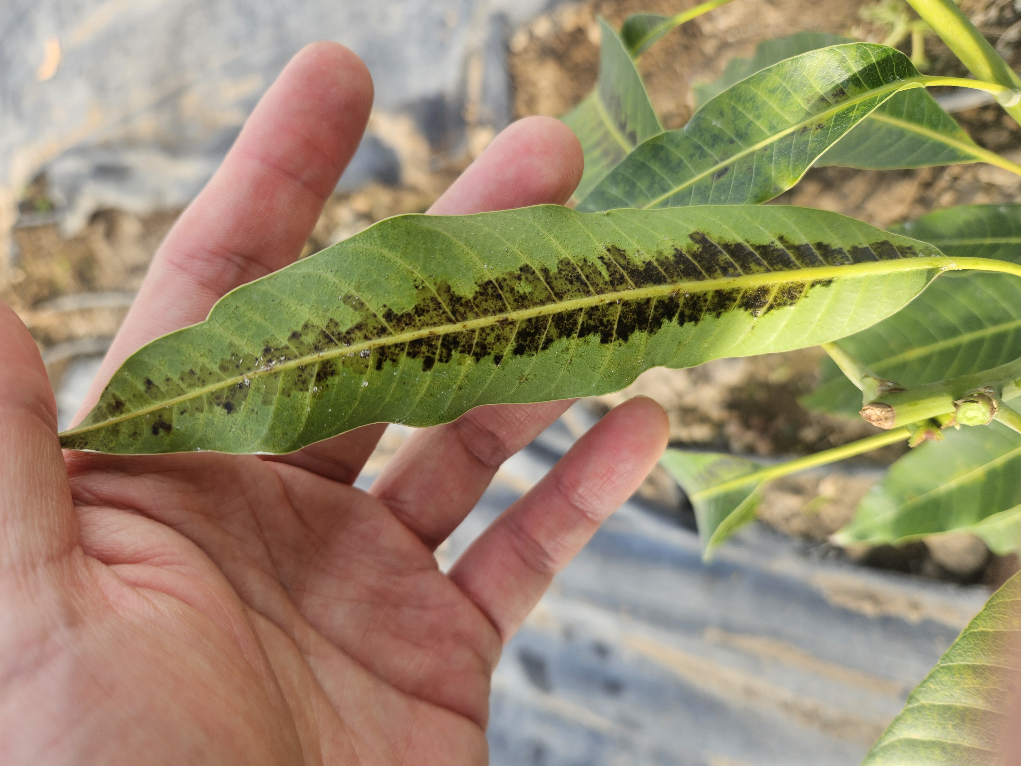 애플망고 잎 문제 문의