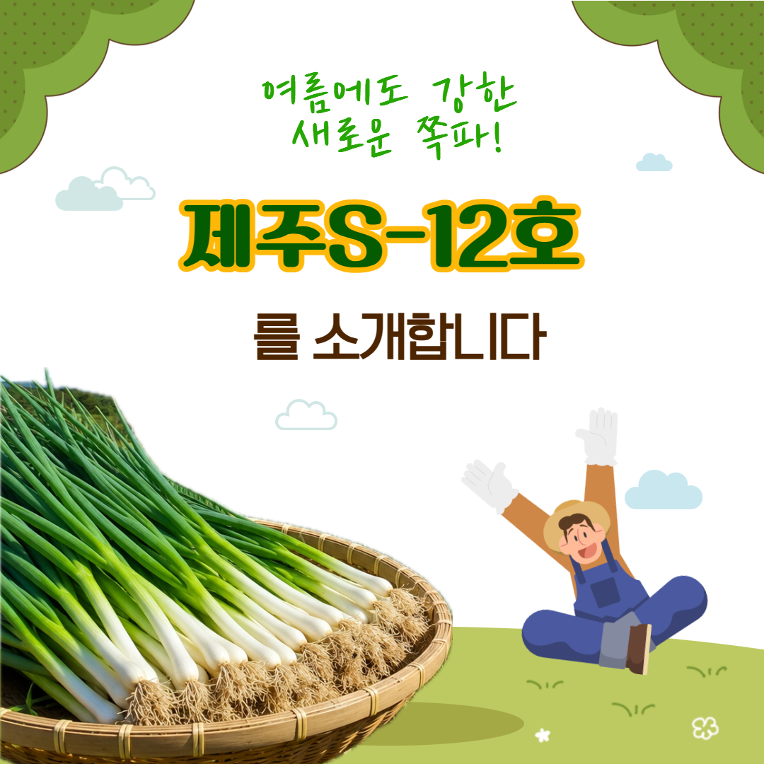 여름에도 강한 쪽파, '제주S-12호'를 소개합니다