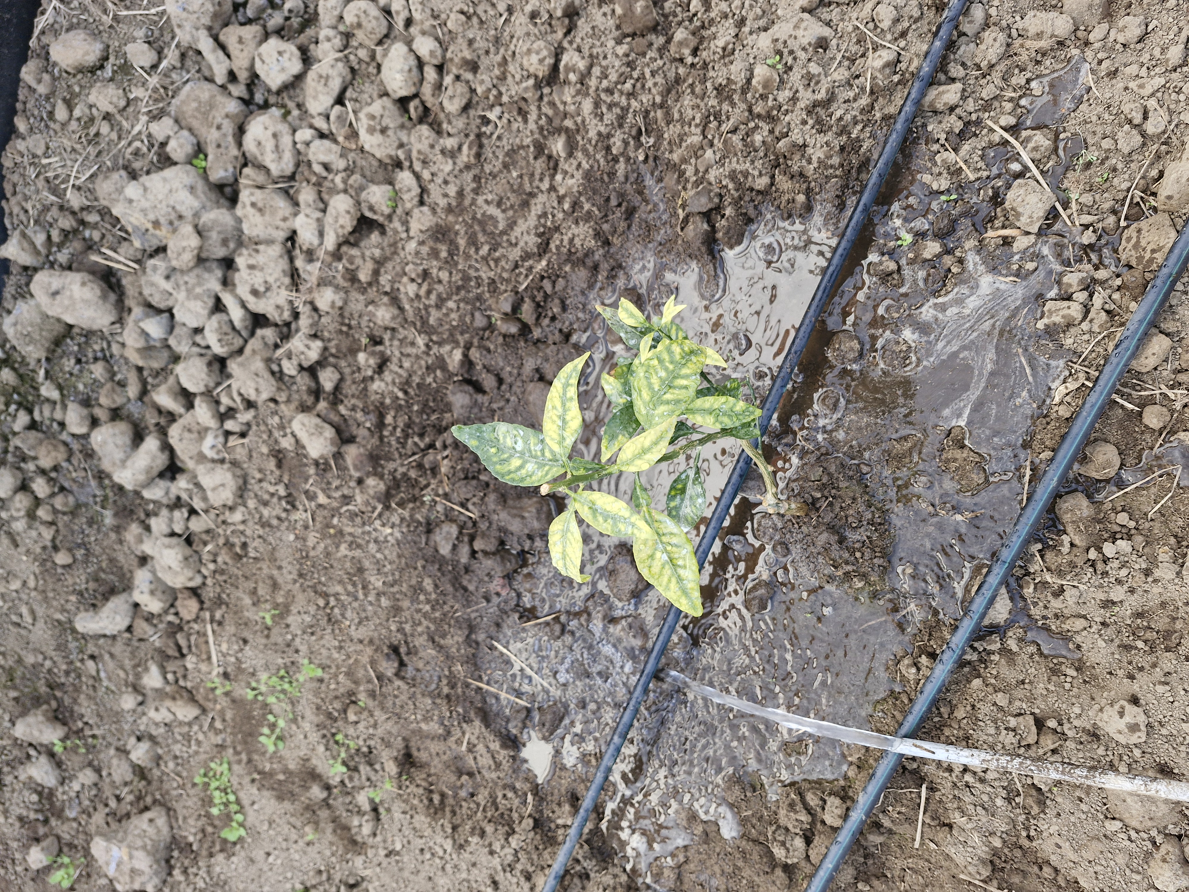 한라봉 잎 색깔