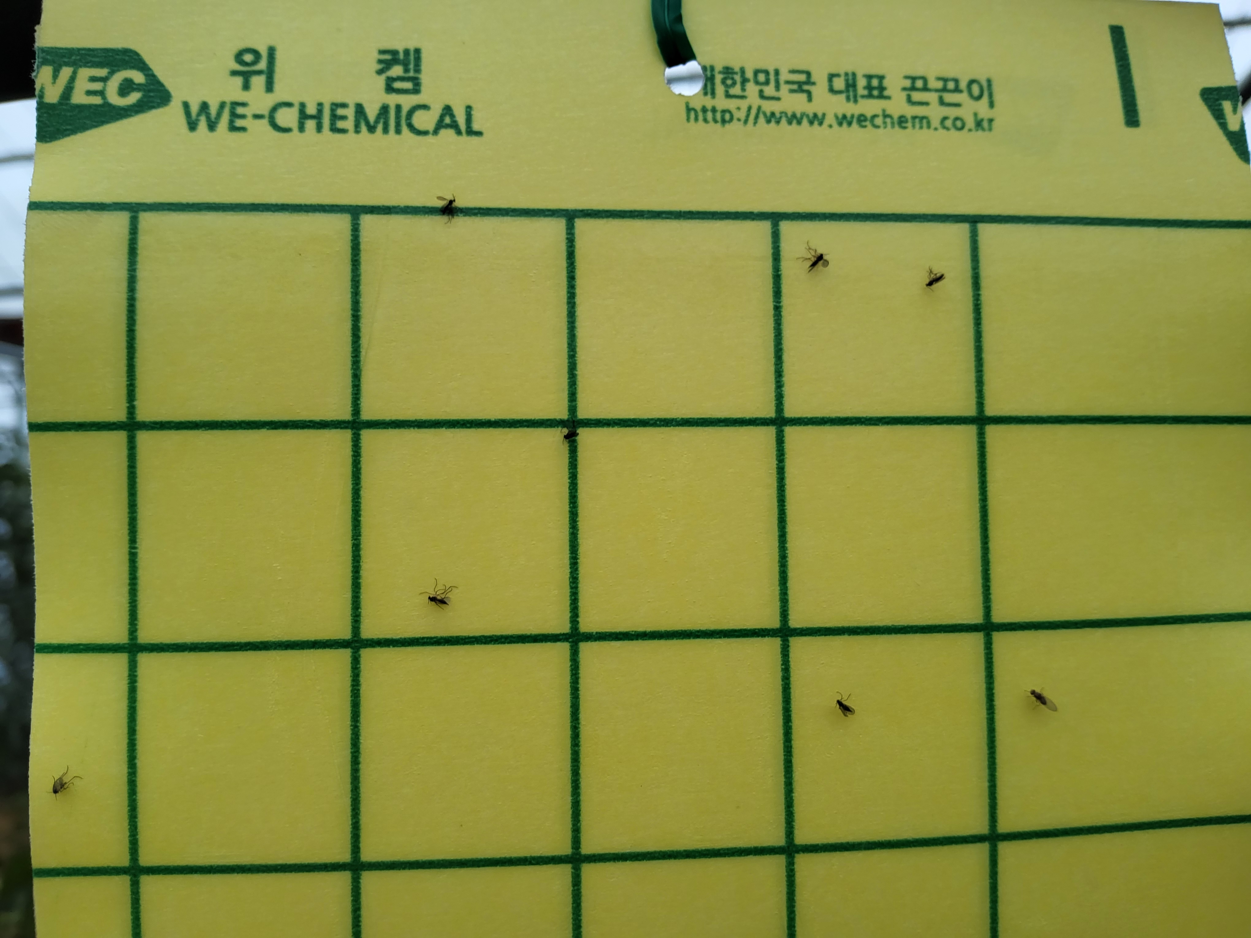 레드향 하우스 파리류