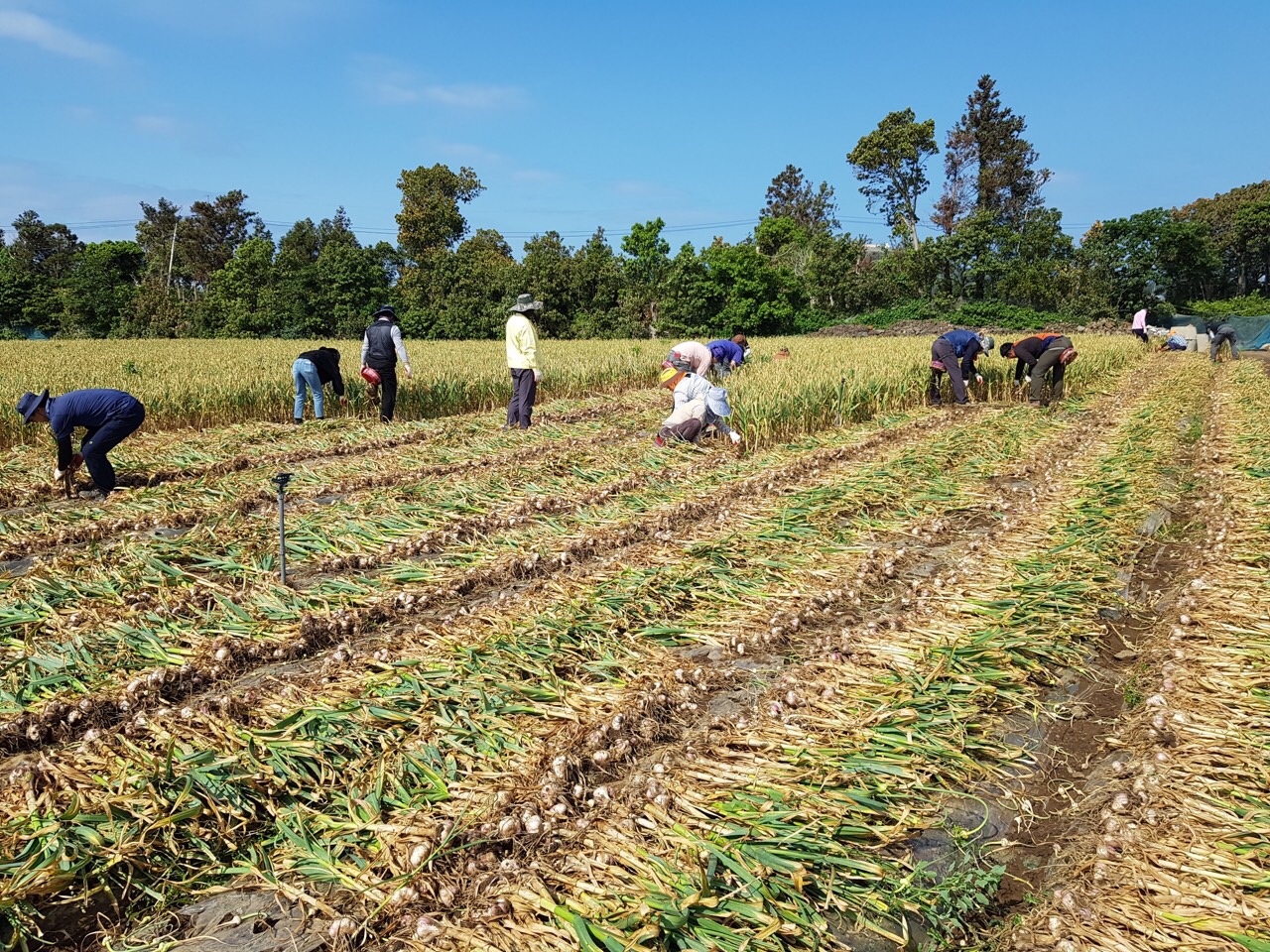 서부농업기술센터 마늘수확 일손돕기 봉사활동