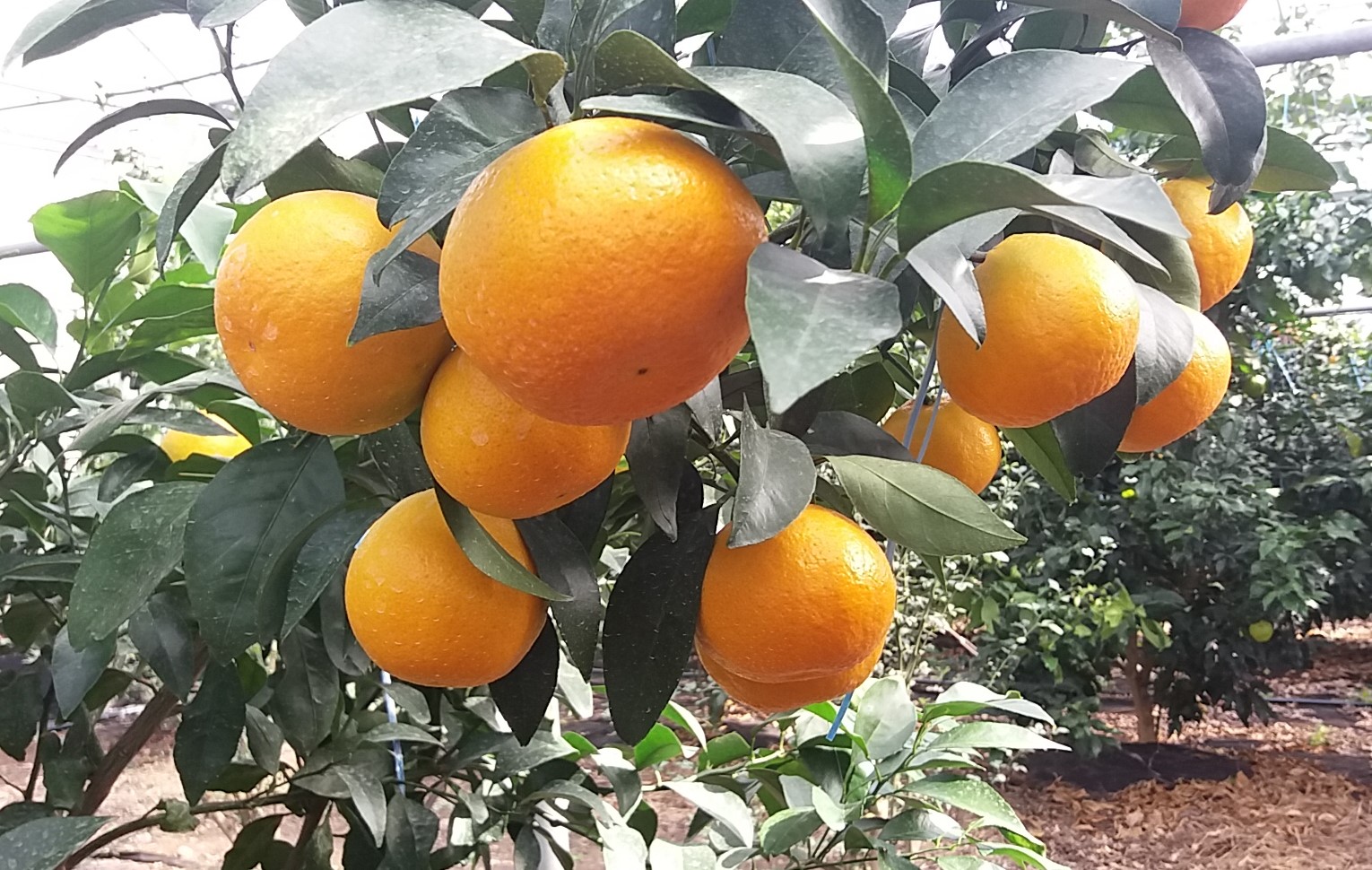 제주 육성 고품질 만감류, 현장에서 직접 확인하세요