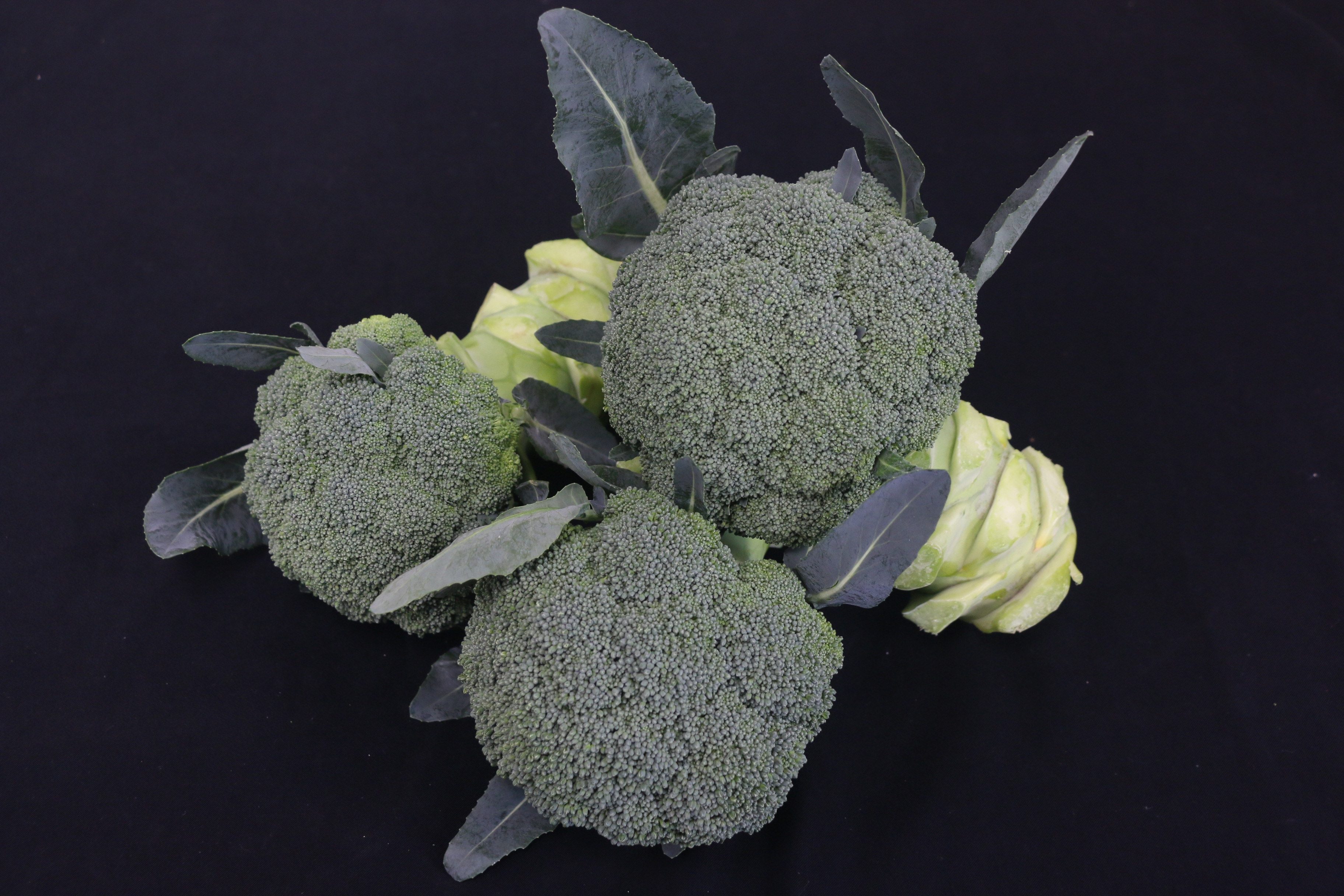 지역특화작목 연구개발사업, 2단계로 확대 추진