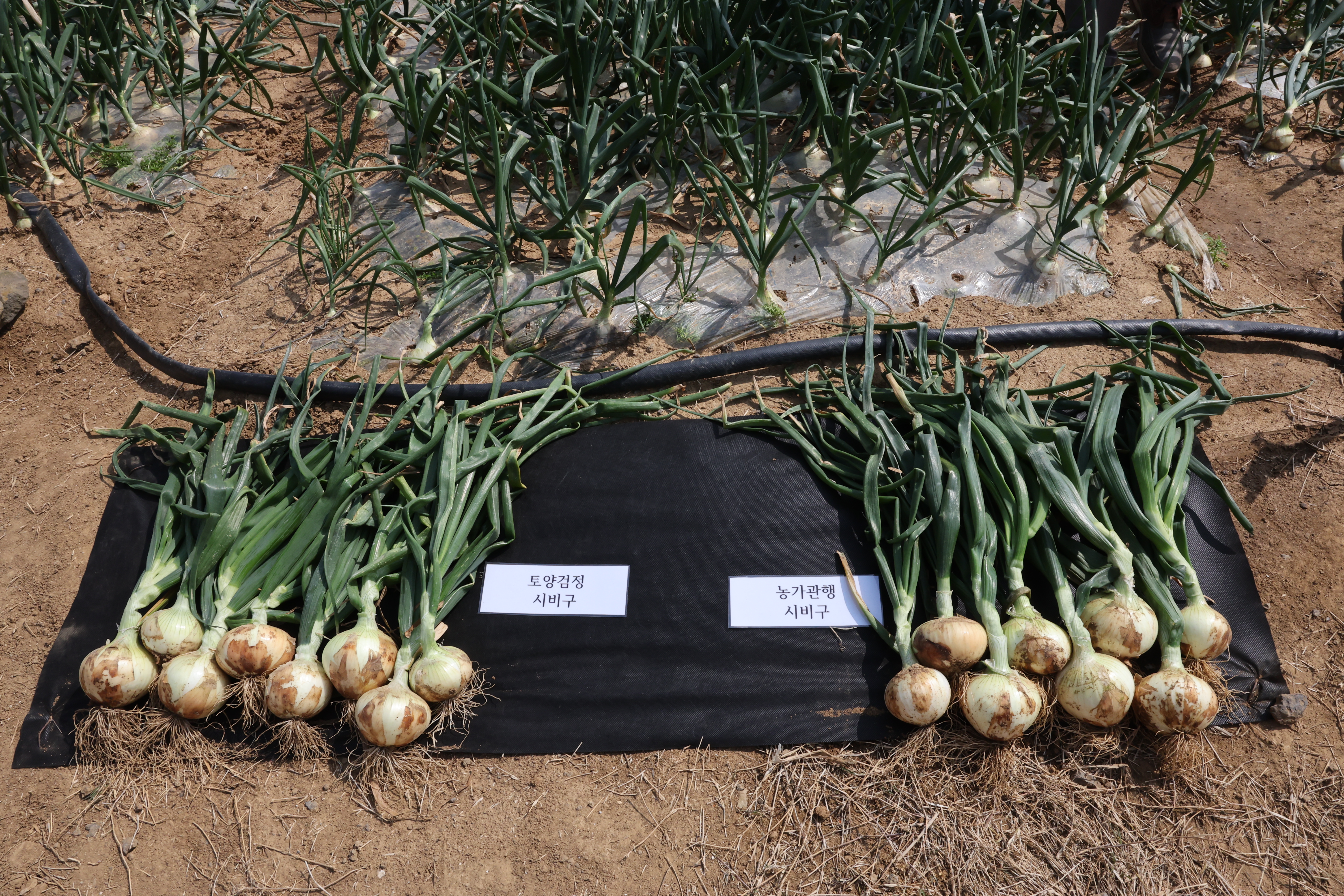 '위기를 기회로' 과학 기반 표준시비 실천 캠페인 전개