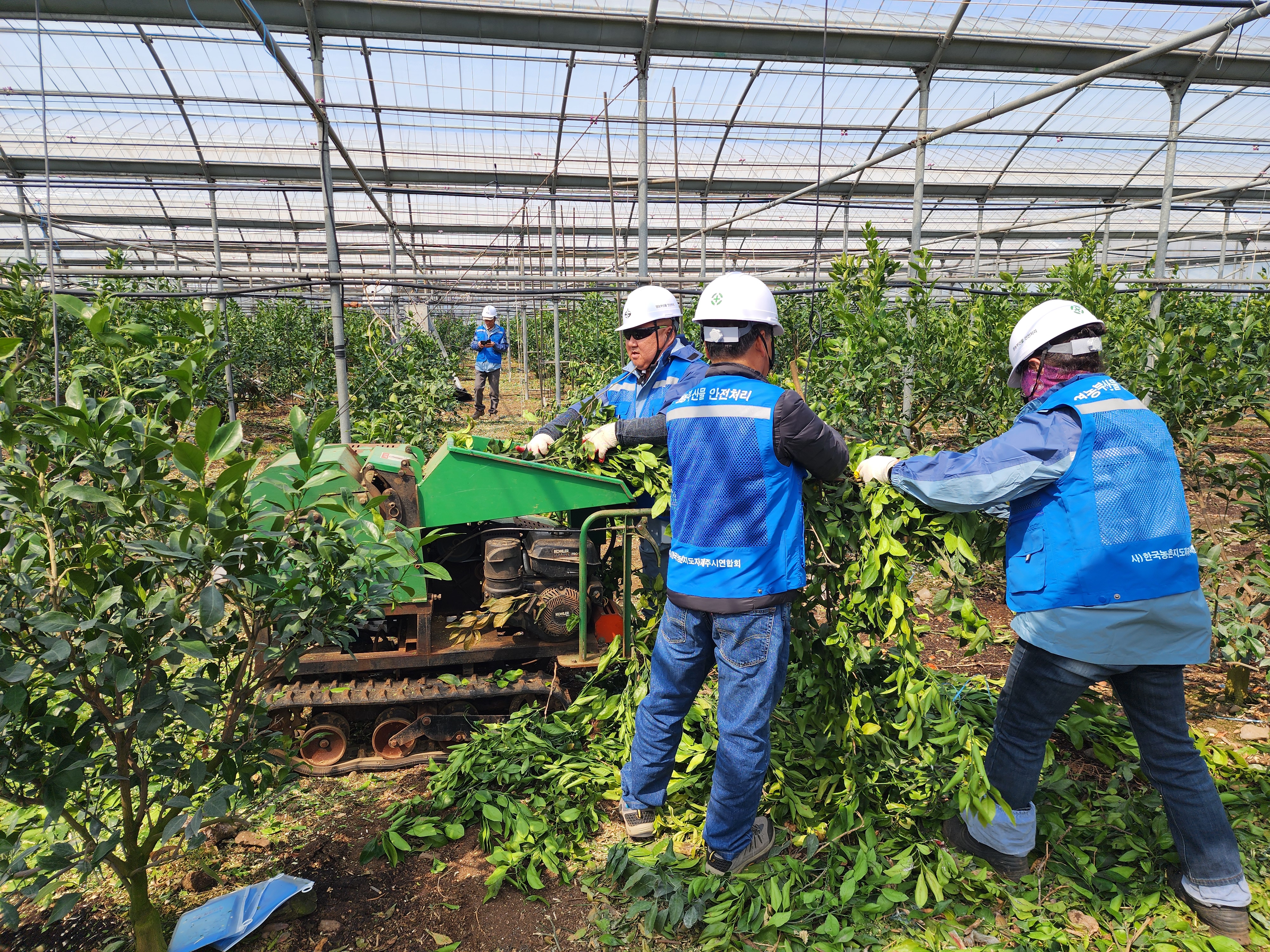 감귤 전정 가지 파쇄 지원…사업 참여 농가 모집
