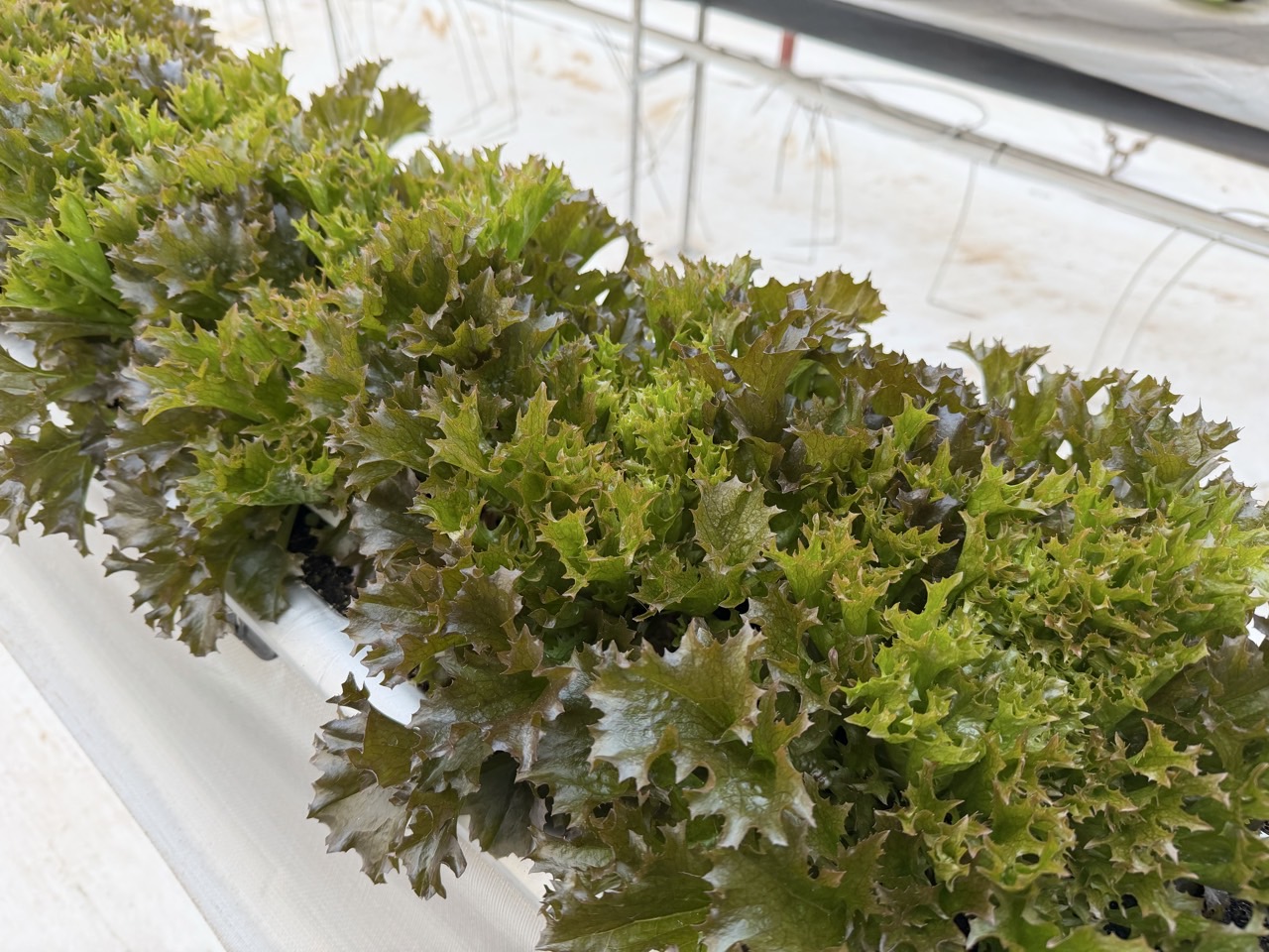 유럽상추, 새로운 쌈채소로 주목