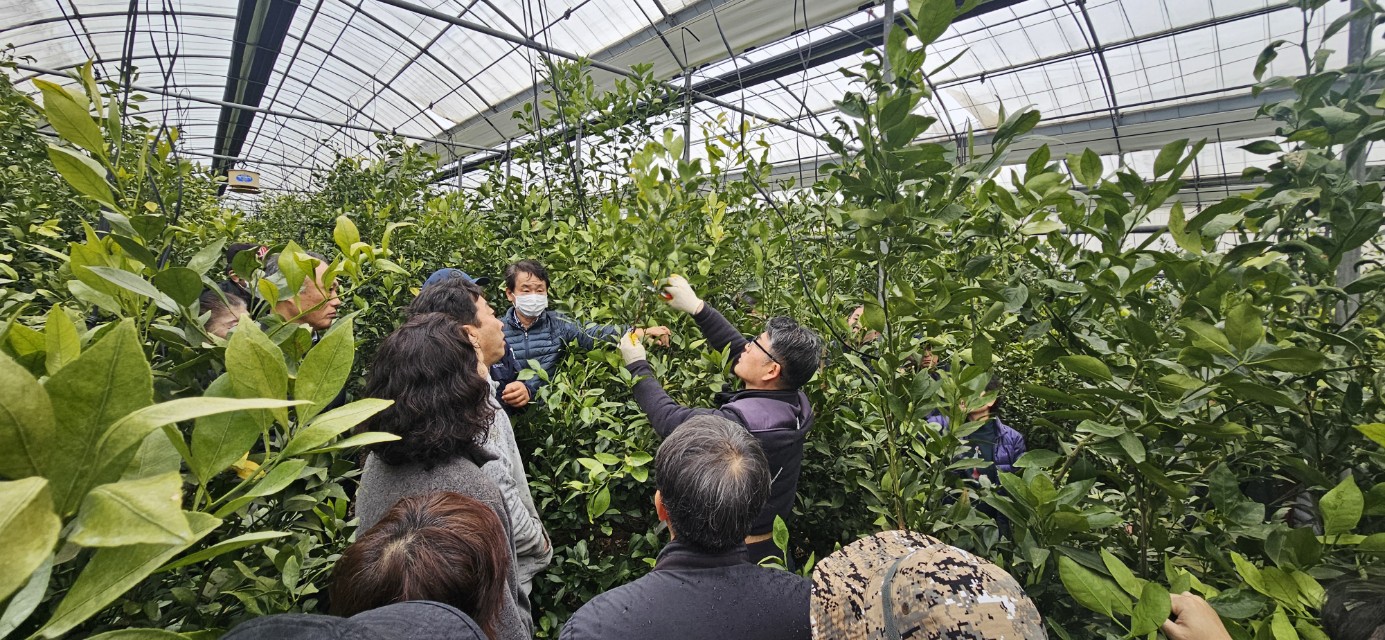 2026년 감귤류 정지. 전정 기술교육 - 1회차