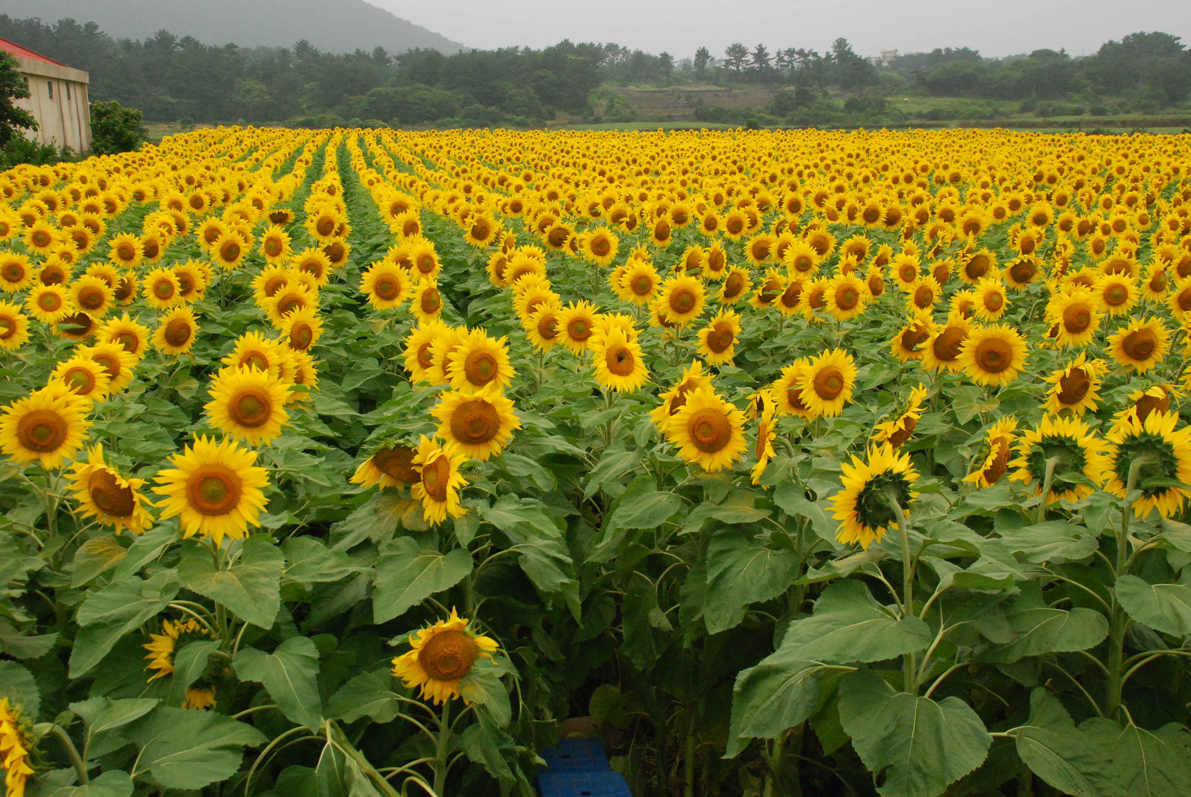 관광용 해바라기꽃 개화 만발