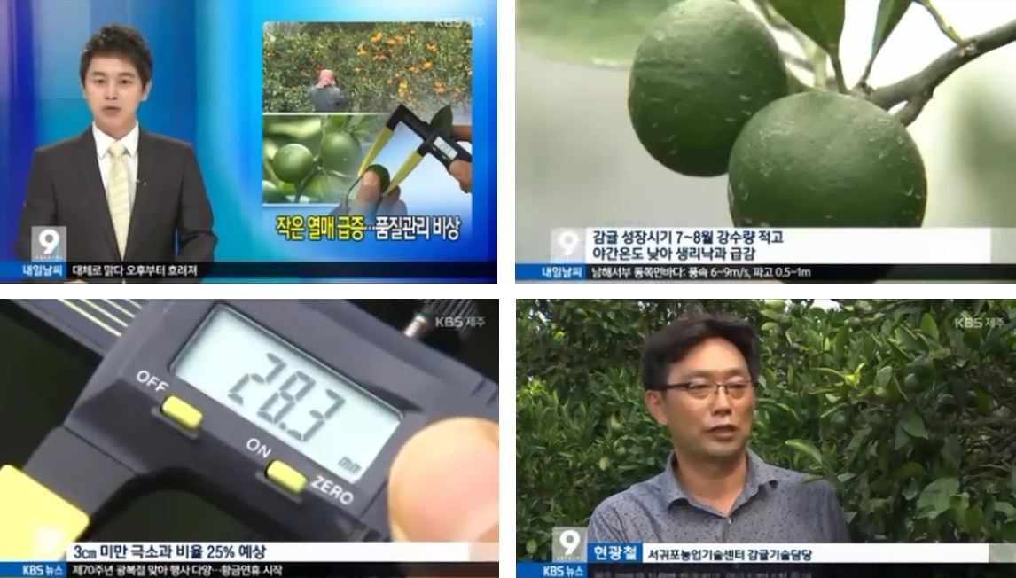 작은열매급증···품질관리 비상 [KBS 9시 뉴스-2015.8.14.]