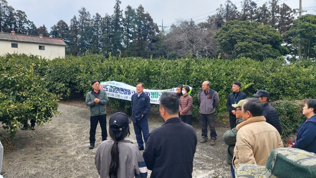 2026년 노지감귤 정지 전정교육(중문농협) 