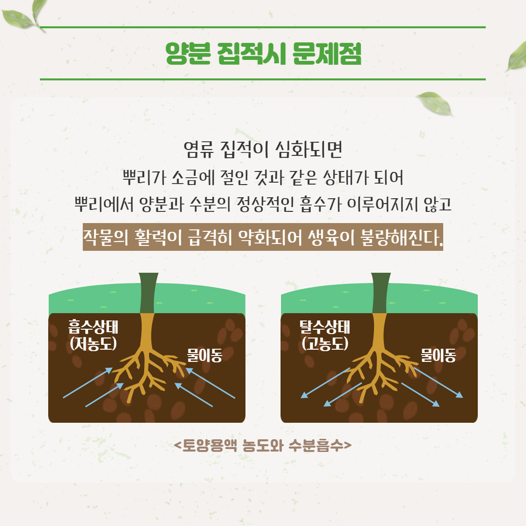 시설 재배지 염류집적 문제와 예방방법