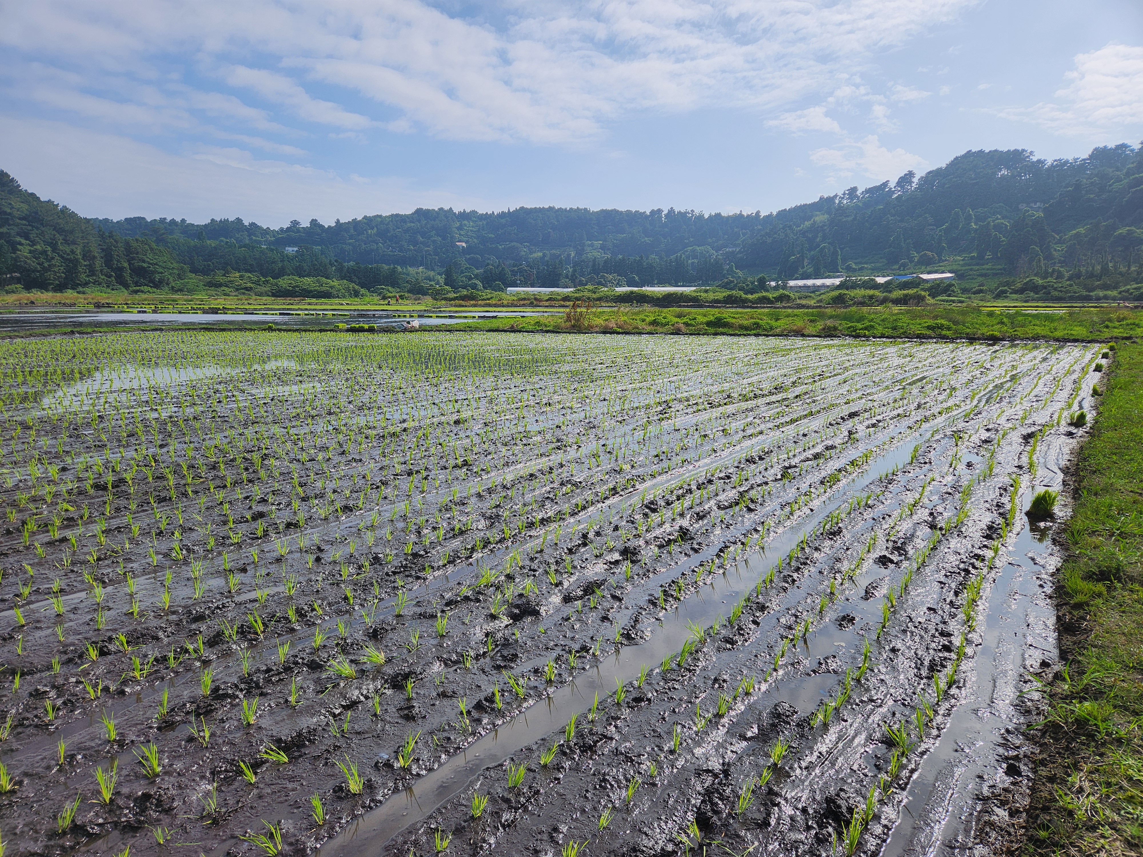 제주 농업 온실가스 배출 특성과 변동 경향 제시