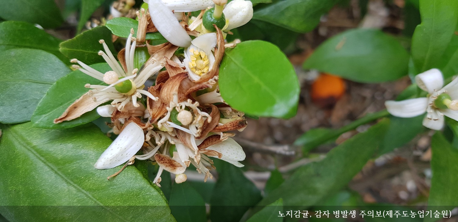 [보도자료] 노지감귤, 감자 병발생 주의보