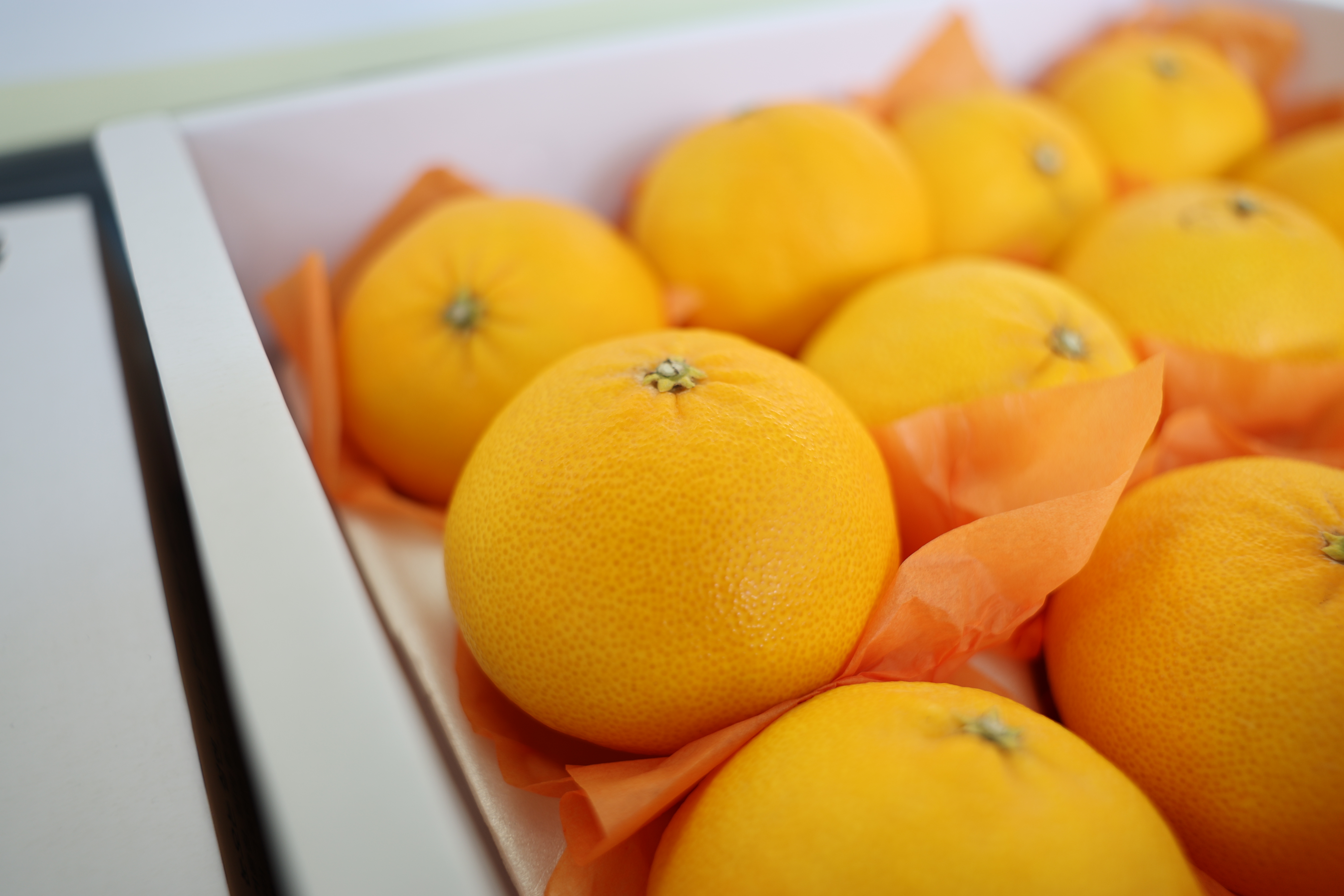 제주도 육성 만감류, 가격 우위 바탕 시장 안착 가속