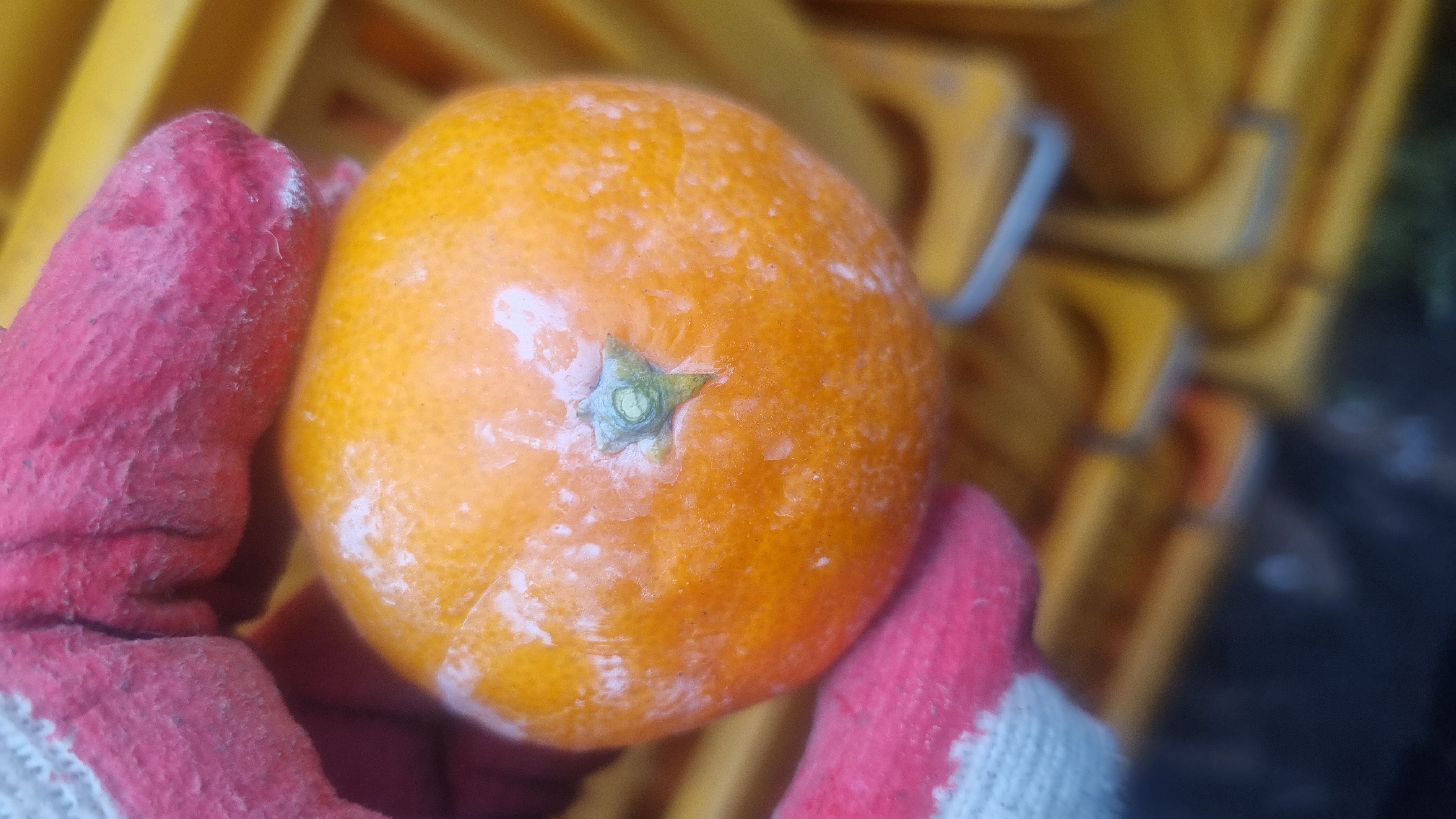 귤상태확인부탁드려요