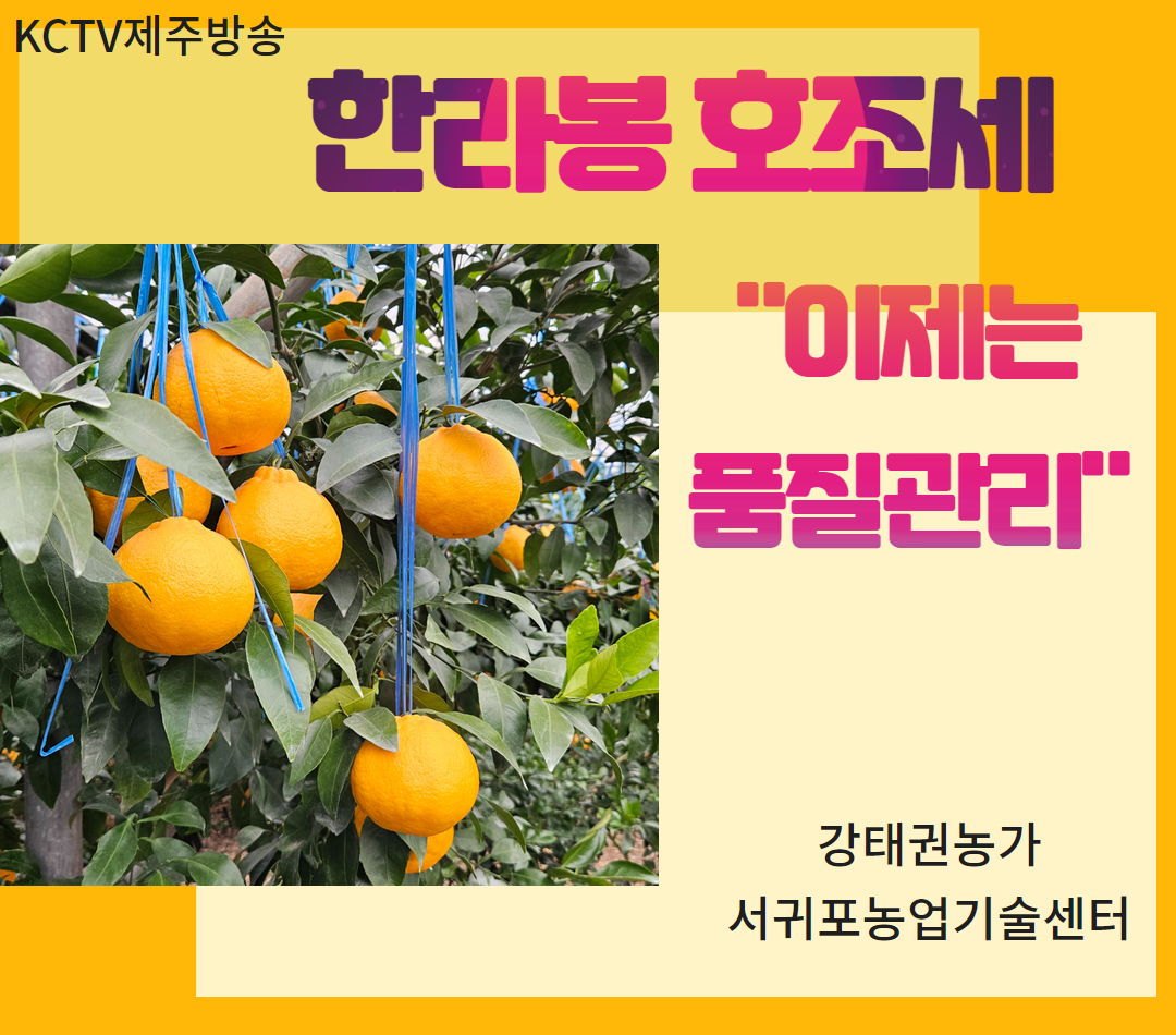 한라봉 호조세…"이제는 품질관리"