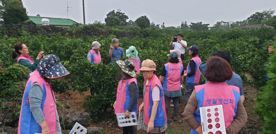 한림읍 농업인단체 감귤 열매솎기 봉사활동(8월6일)