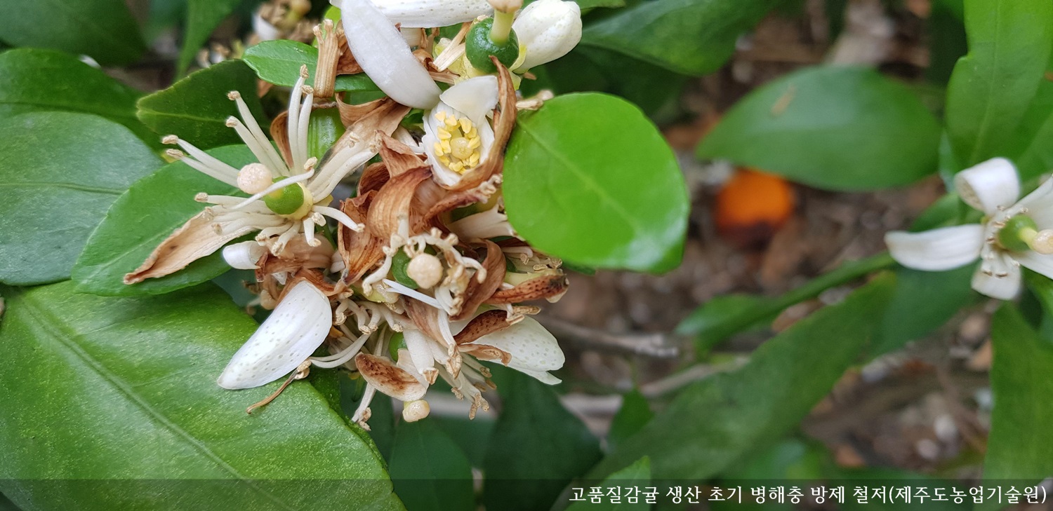 [보도자료] 고품질감귤 생산 초기 병해충 방제 철저