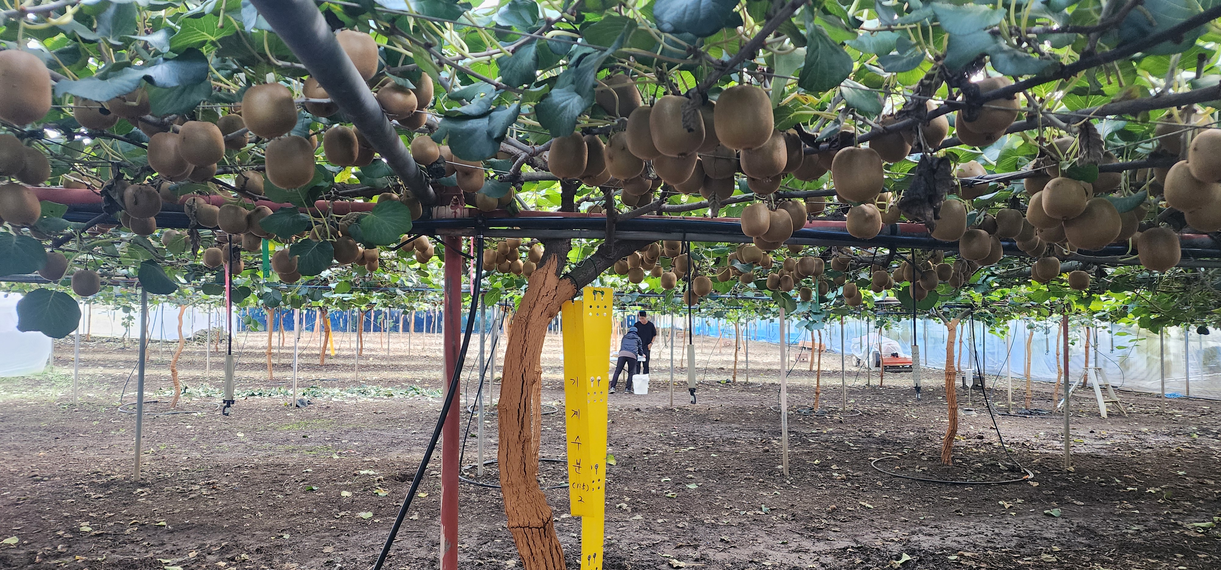 제주키위 인공수분 기계화...노동력절감 기술 현장 실증