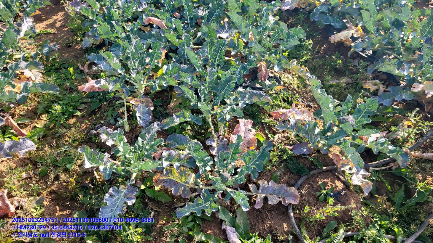 브로콜리 상태 문의드립니다.