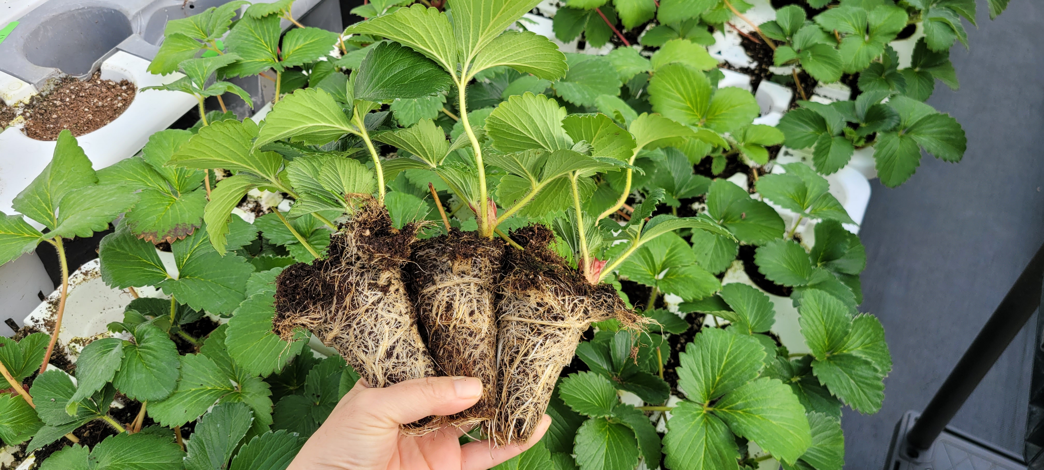 도내 자체 생산 우량 어미묘 공급…철저한 육묘관리 당부