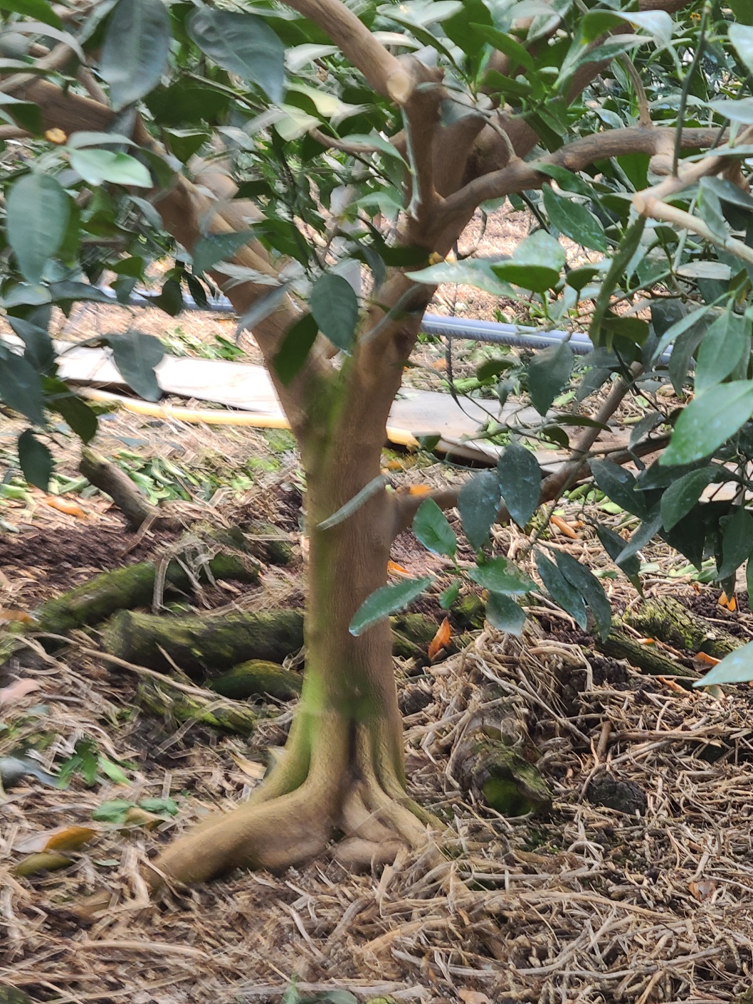 한라봉 8년생나무