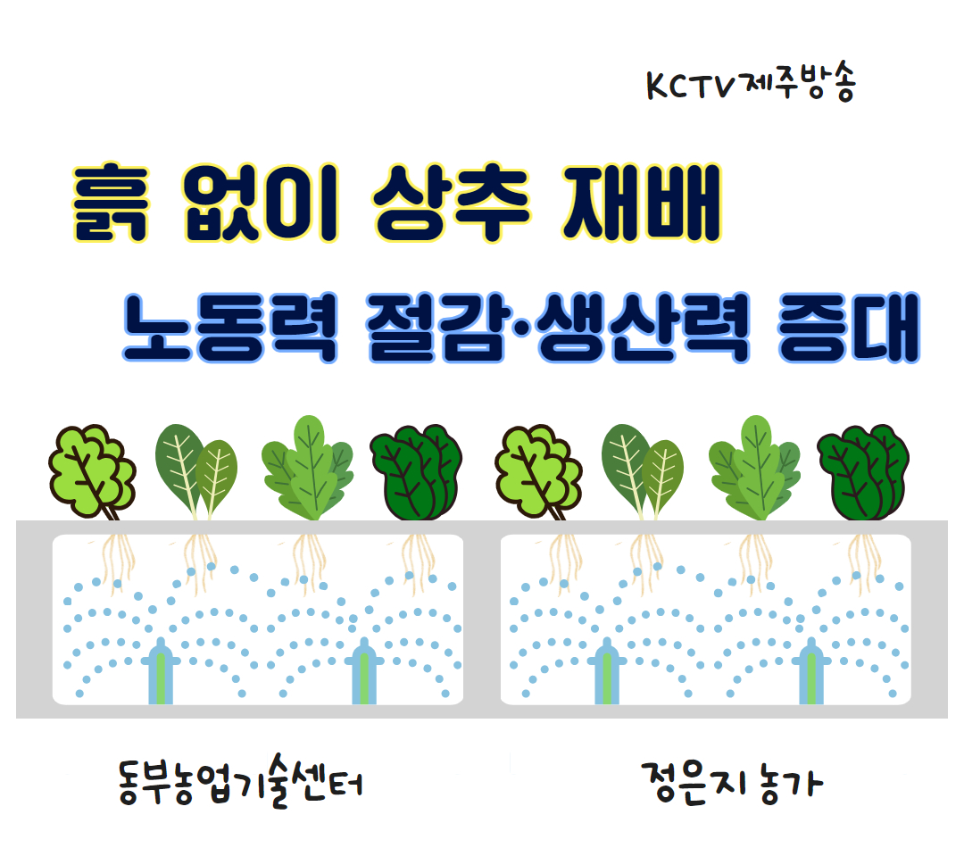 흙 없이 상추 재배…노동력 절감·생산력 증대