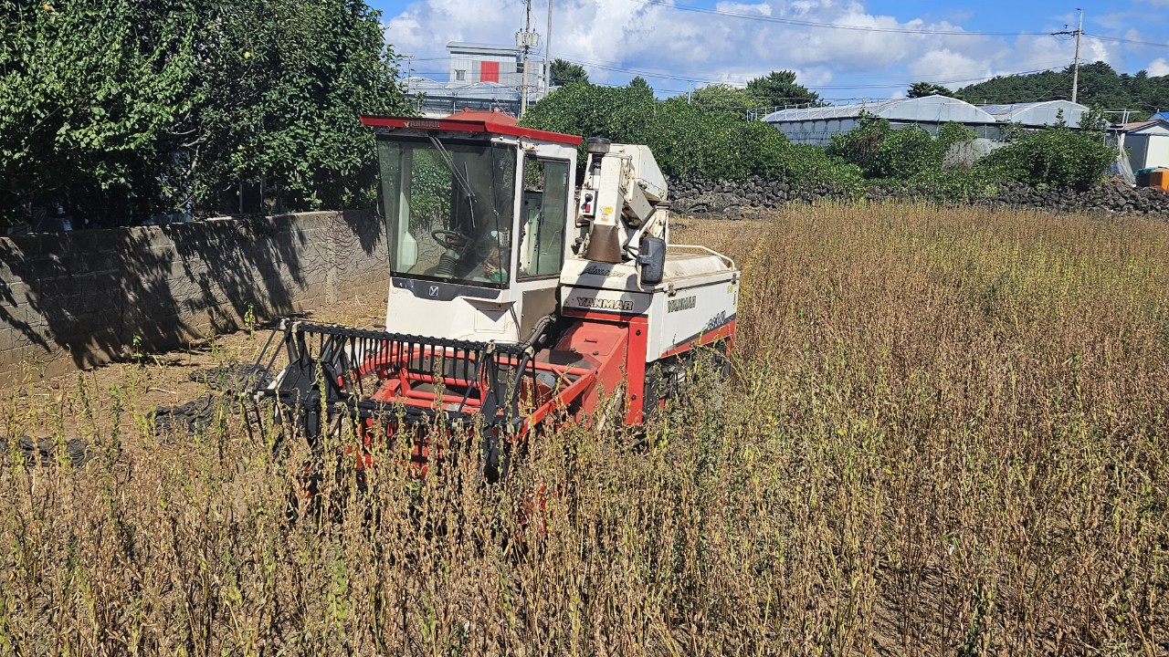 참깨 수확 기계화 확대…동부지역 소득작목 육성 박차 