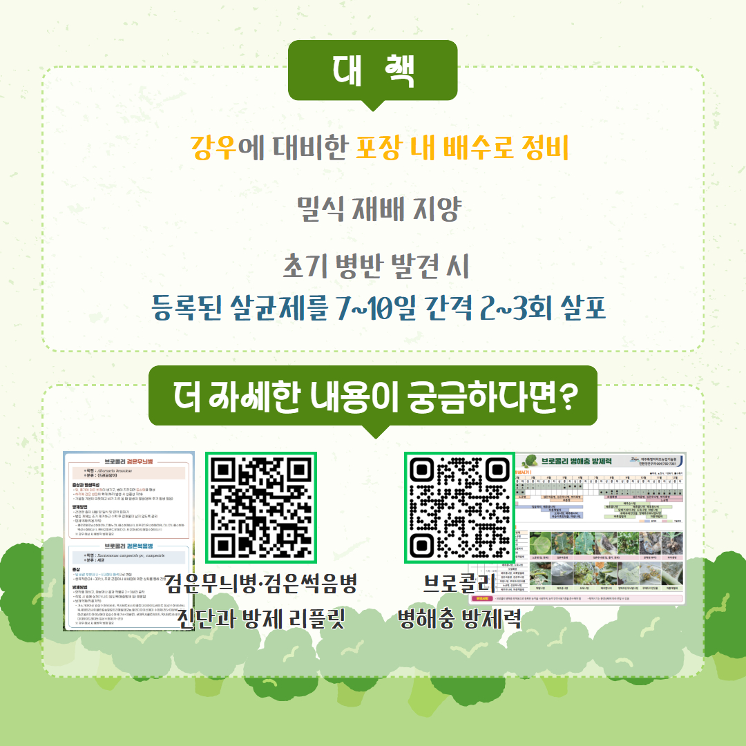 브로콜리 검은무늬병·검은썩음병 적극 방제 당부 (4).jpg