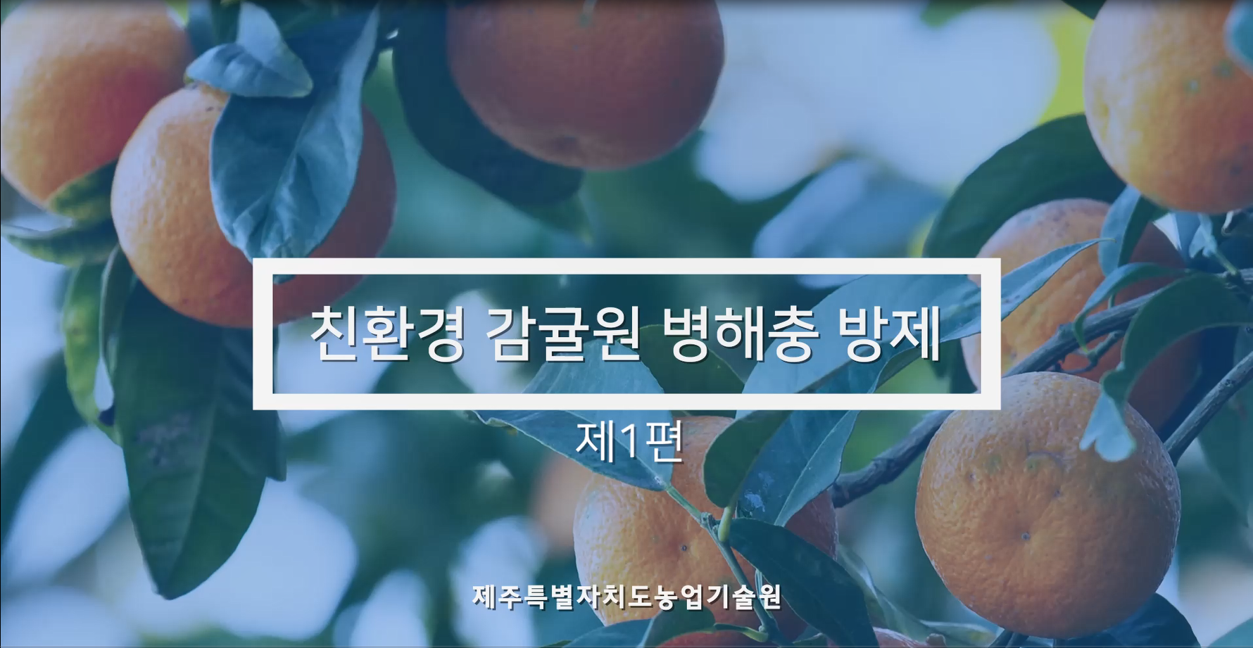 친환경 감귤원 병해충 방제 (제1편)