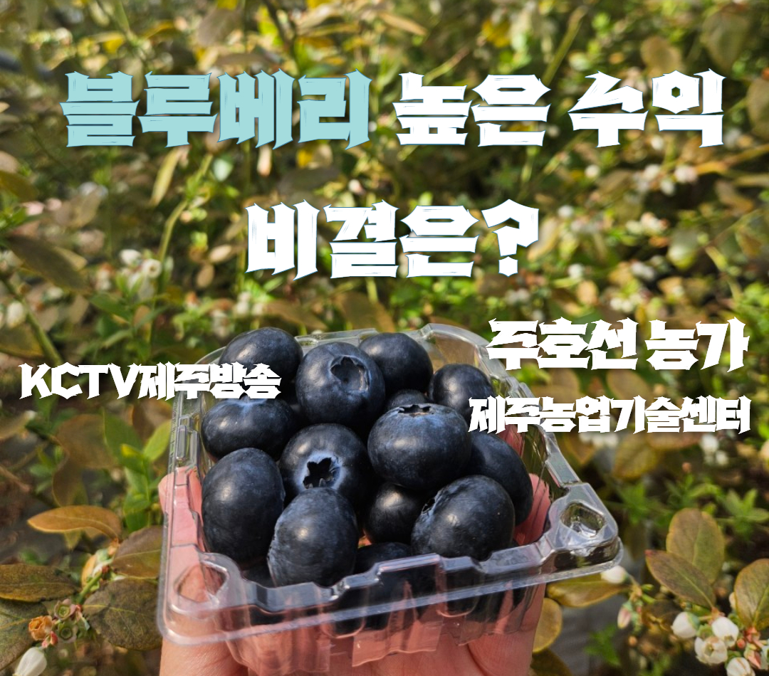 블루베리 높은 수익 비결은?