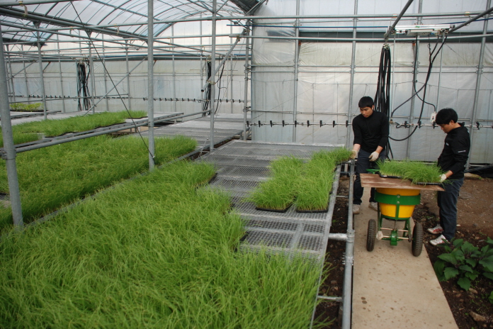 양파 묘종 보급