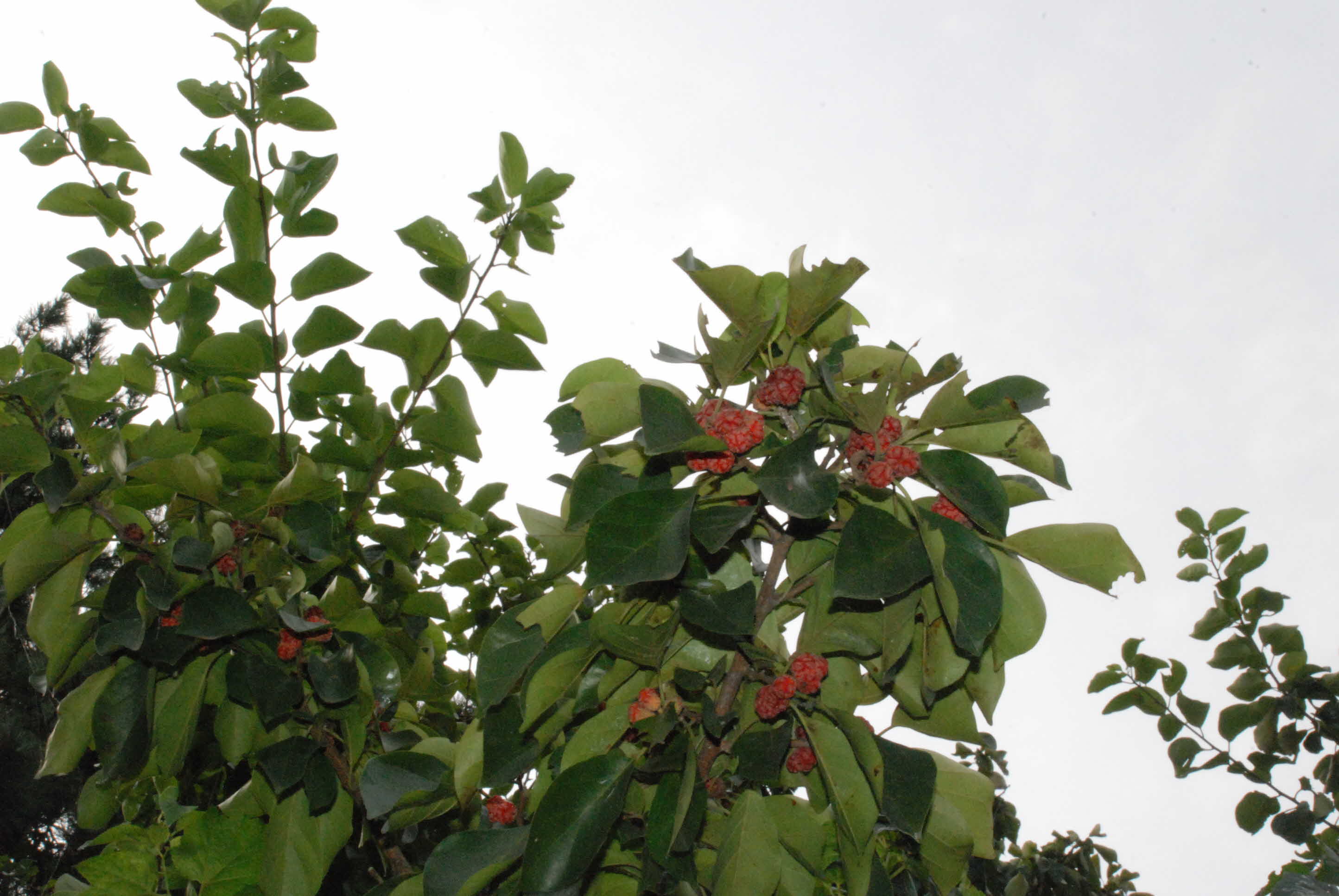 향토 식재료 활용 글로벌 음식 과정 2