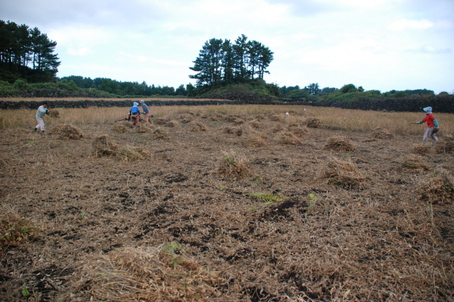막바지 콩 수확