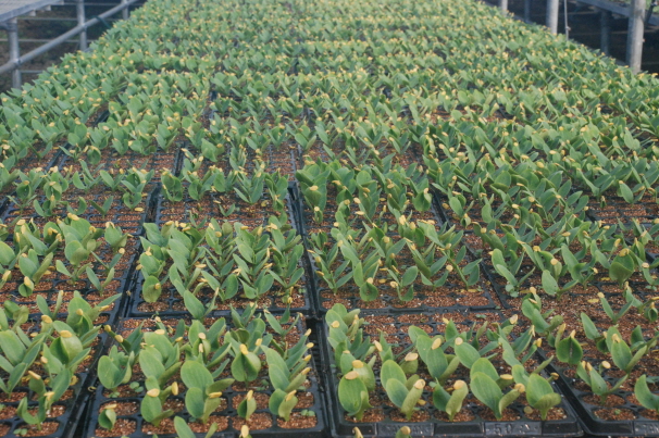 육묘장!! 참 분주하고 부지런한 곳