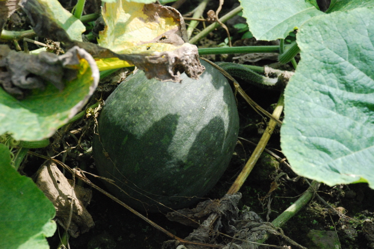 만차량 호박 생육