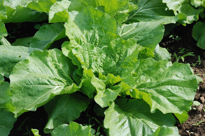 배추 생육