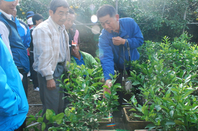 성산알찬한라봉연구회 현장견학