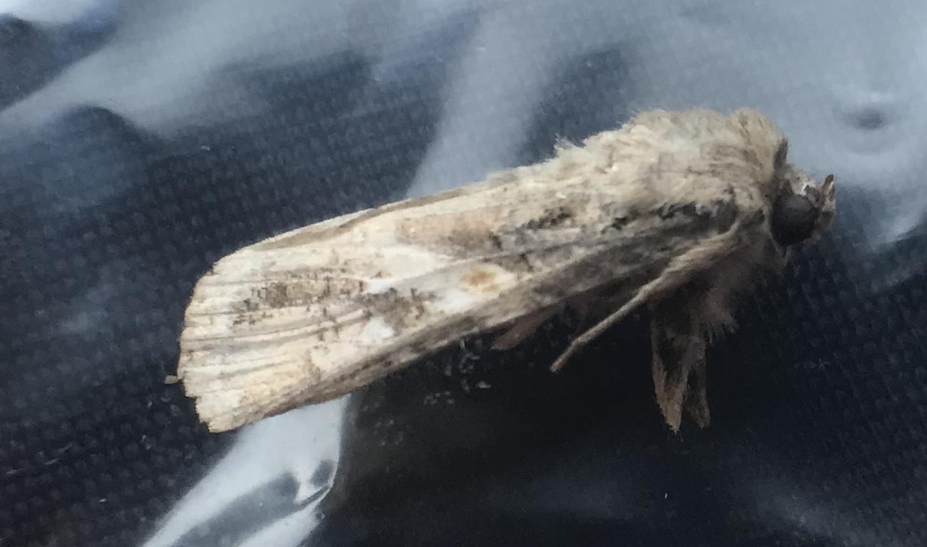 열대거세미나방 올해 첫 발견…최근 5년 중 가장 빨라