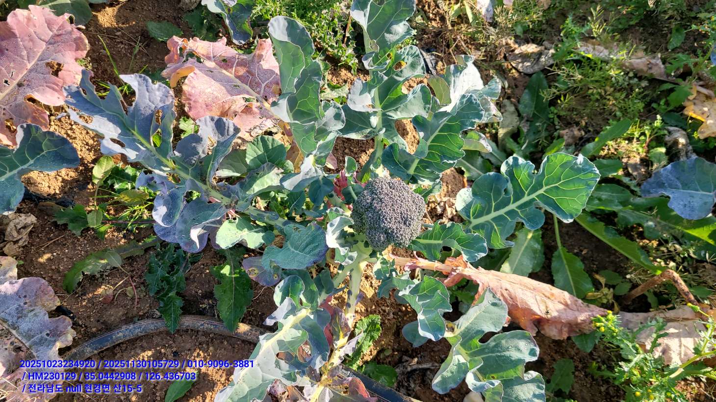 브로콜리 상태 문의드립니다.