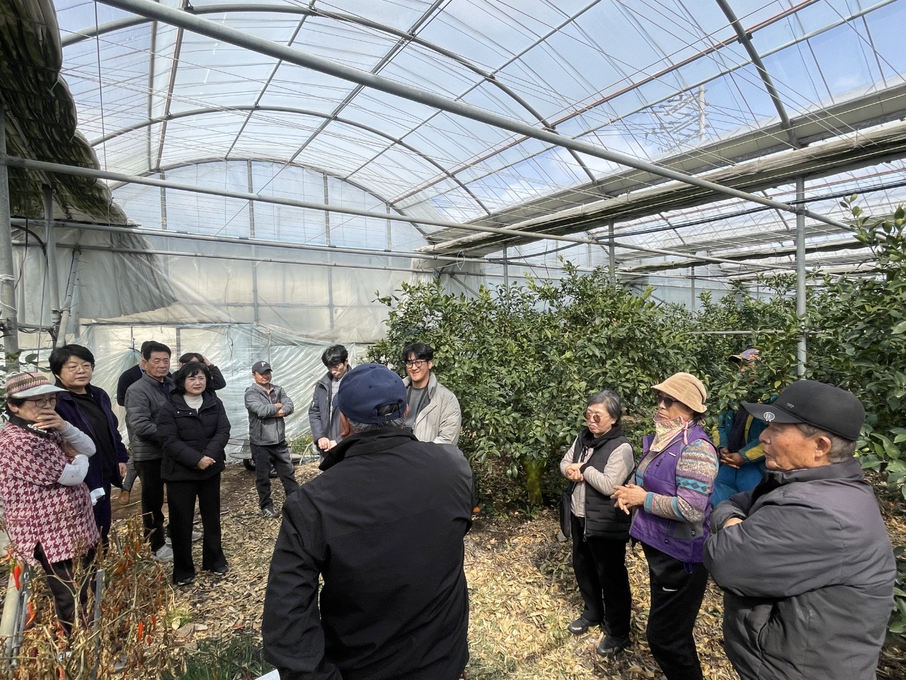 2026년 만감류 정지전정 교육(위미농협) 