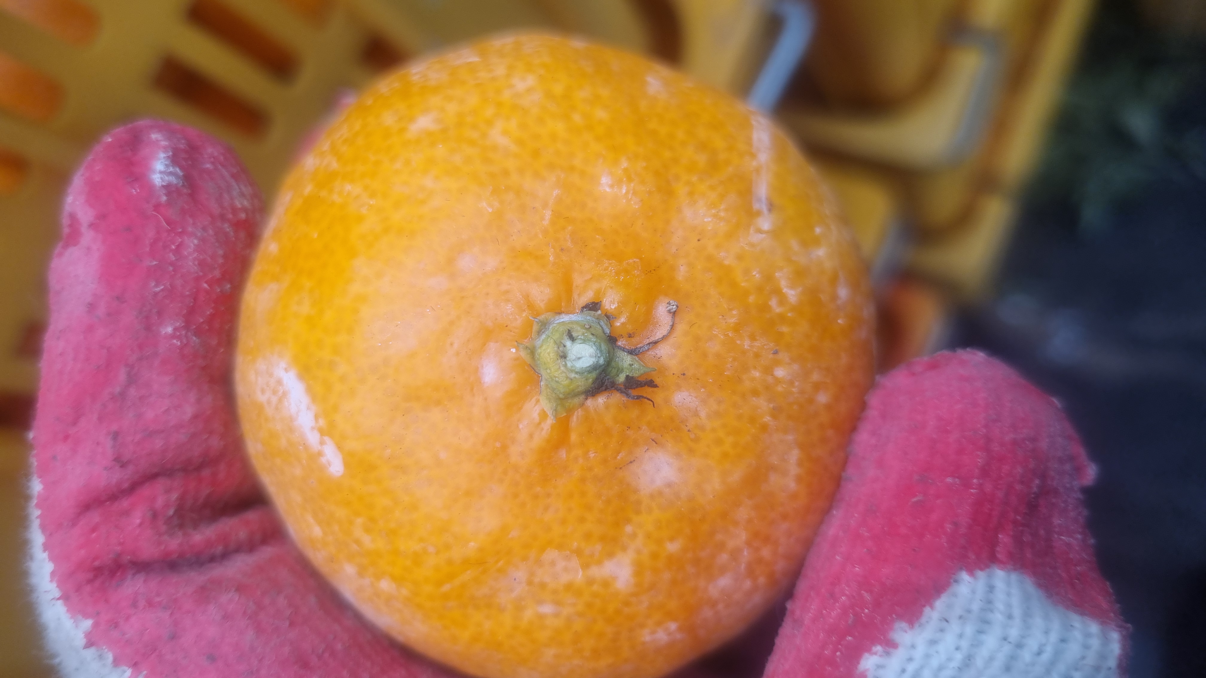 귤상태확인부탁드려요