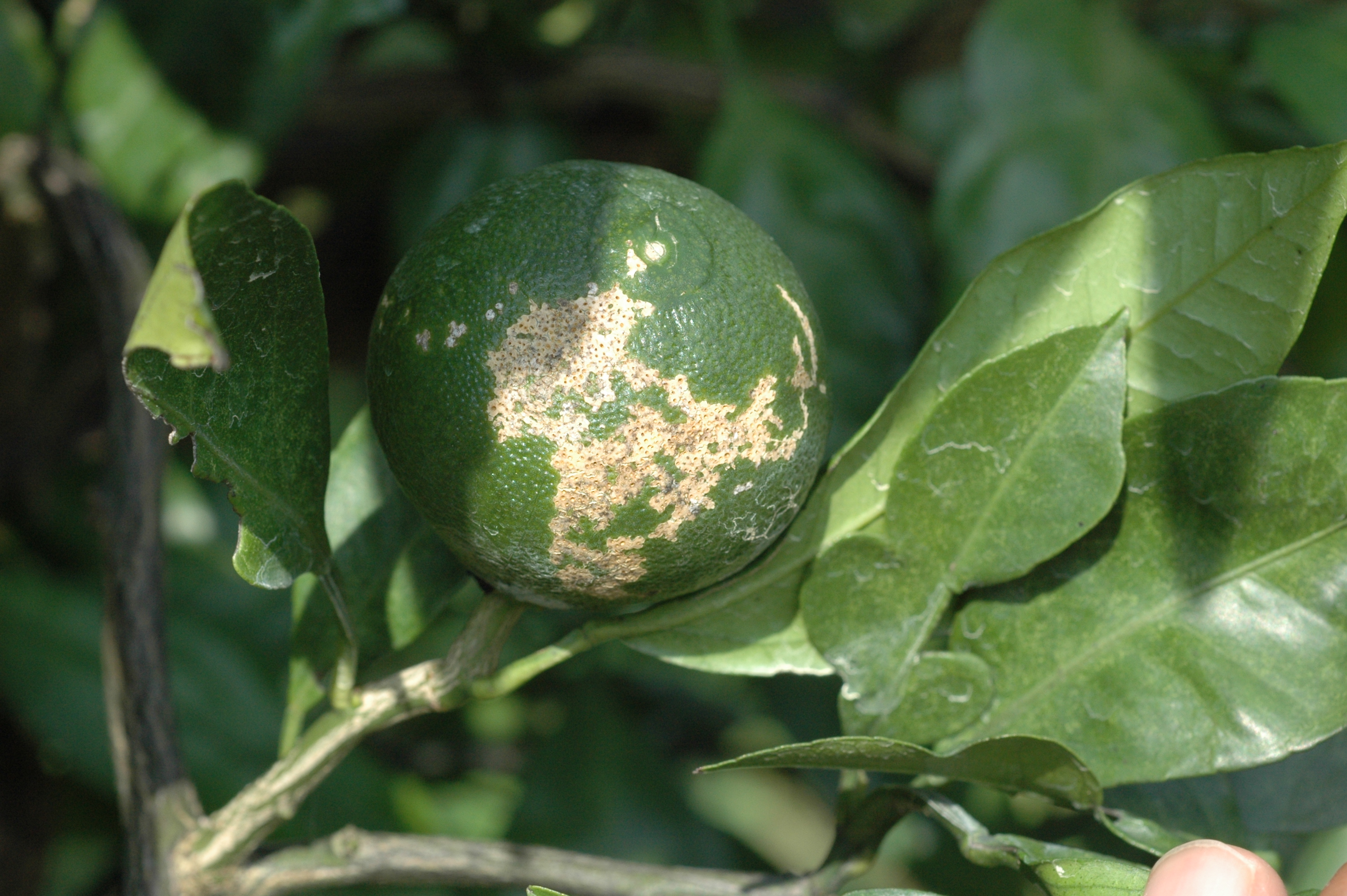 과학적 예측 데이터가 감귤 방제 적기 알려준다