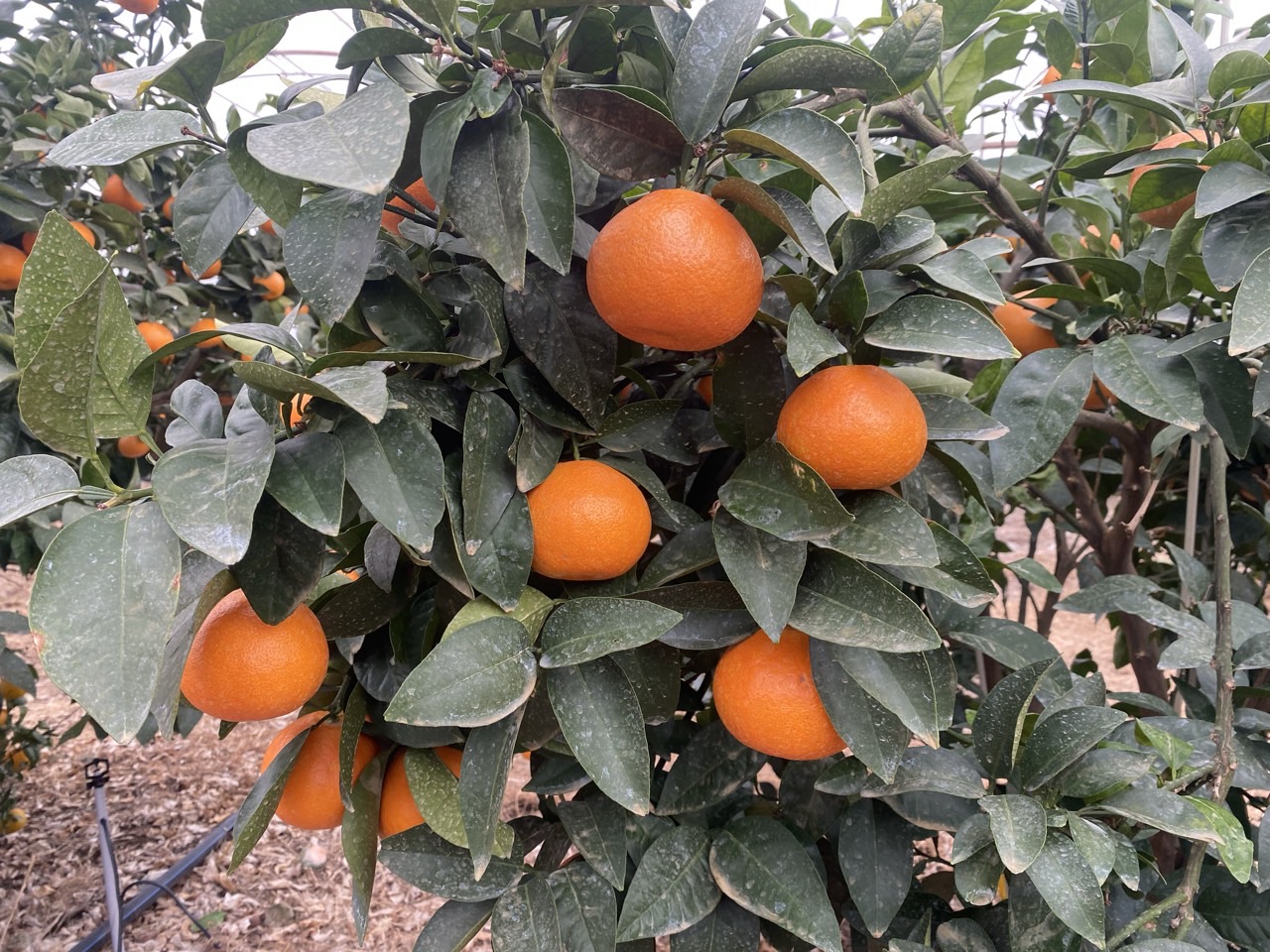 국내 육성 ‘미래향’ 추석 출하 가온재배 연구 착수