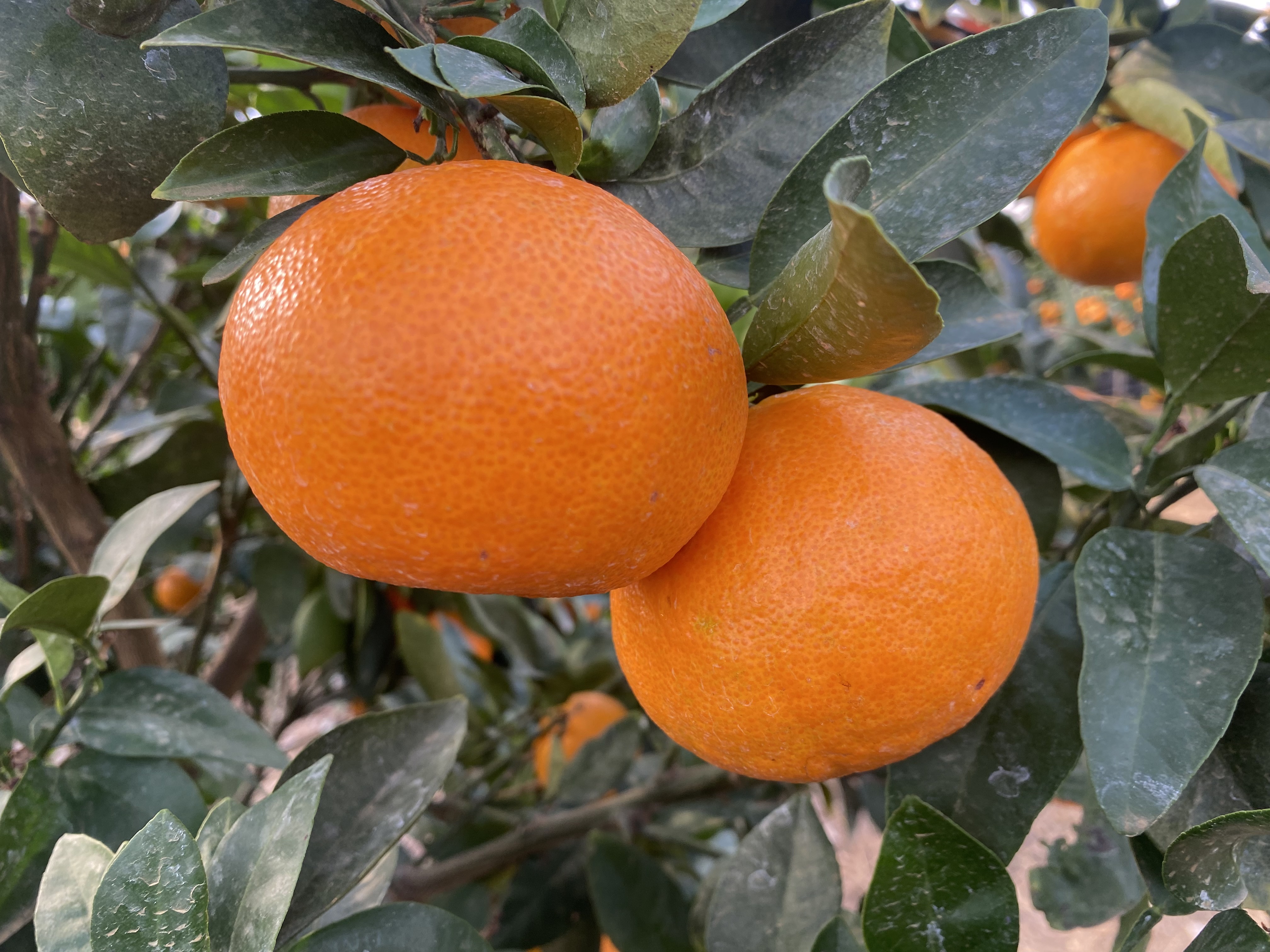 국내 육성 ‘미래향’ 추석 출하 가온재배 연구 착수