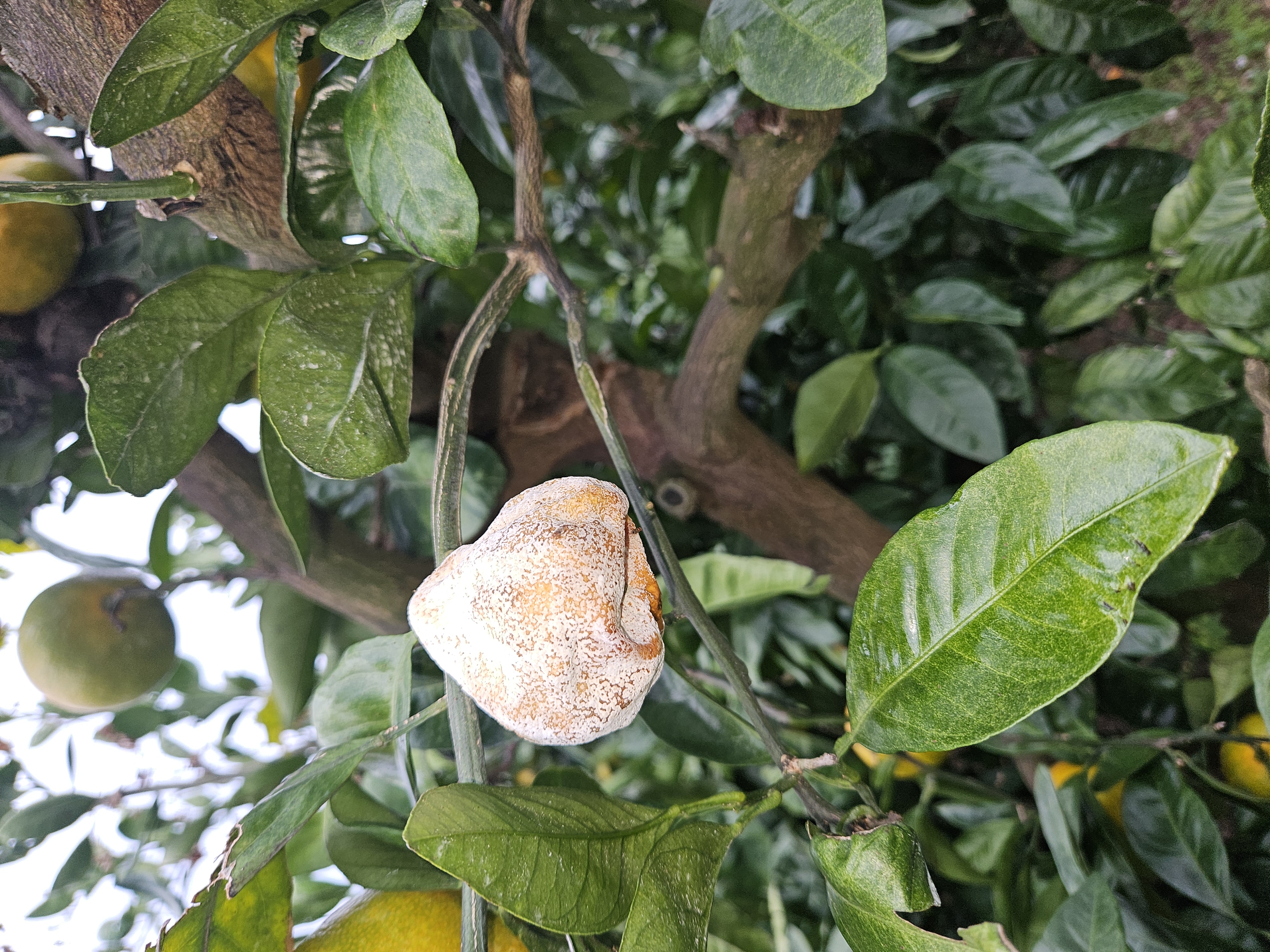 노지 감귤 문의